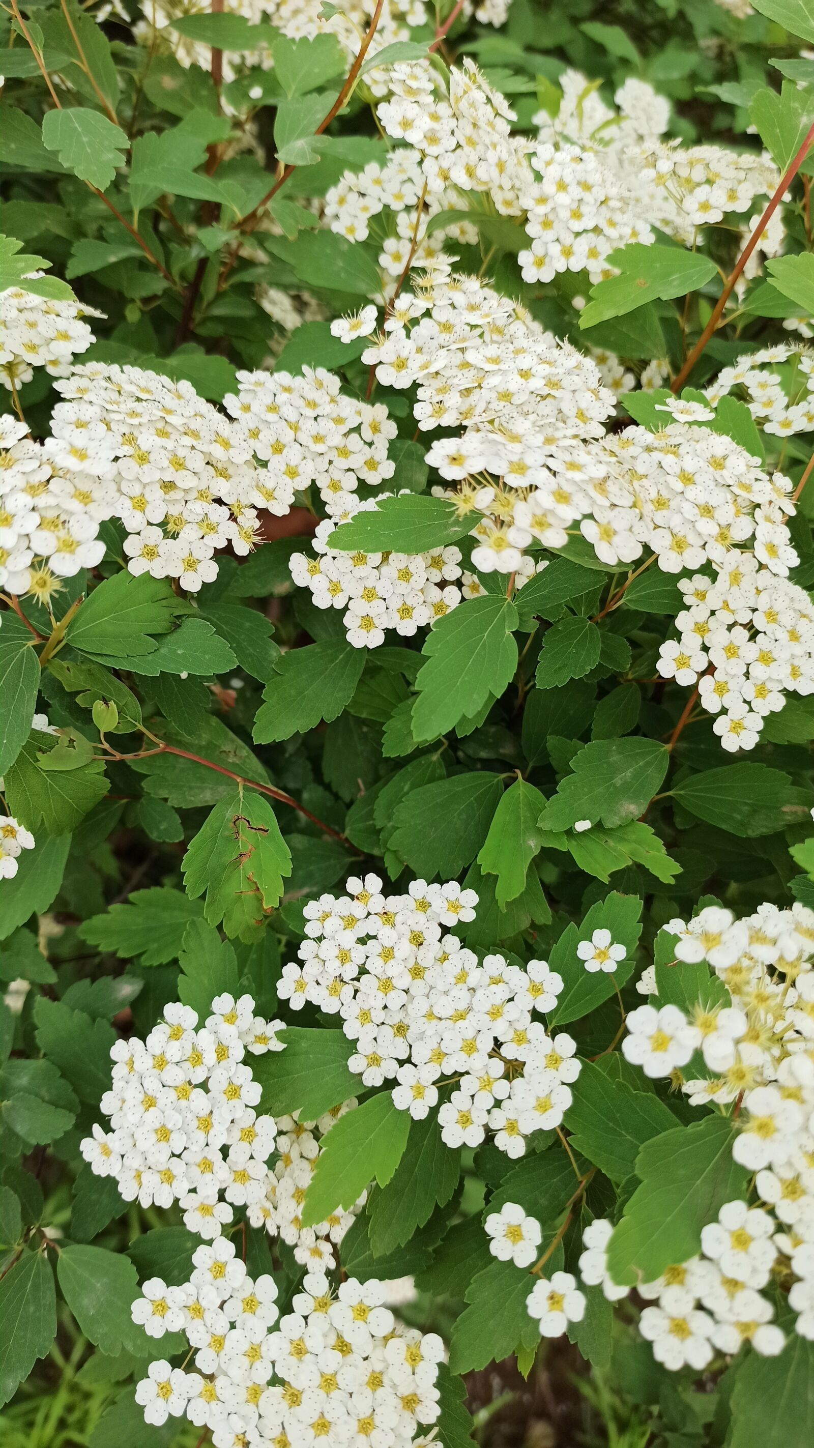 Xiaomi Redmi Note 8 Pro sample photo. White, plant, flower photography