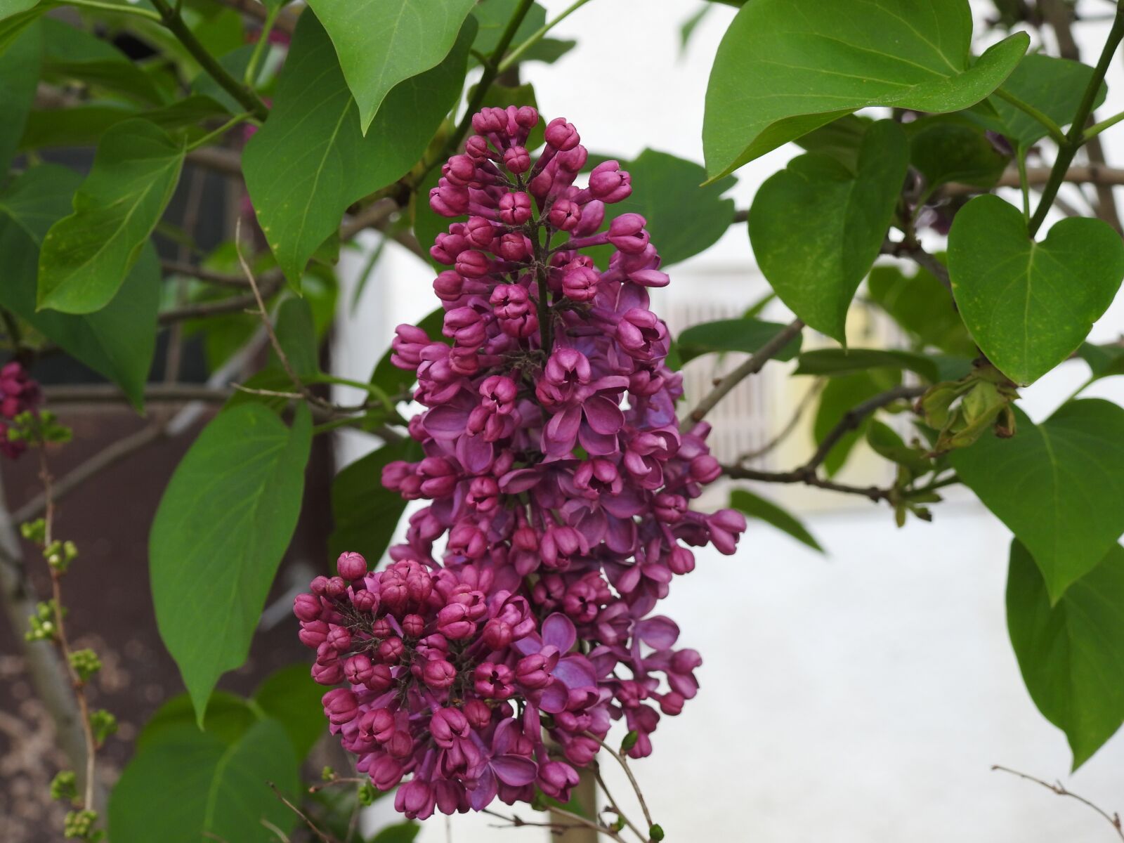 Nikon Coolpix P900 sample photo. Nature, plant, flower photography