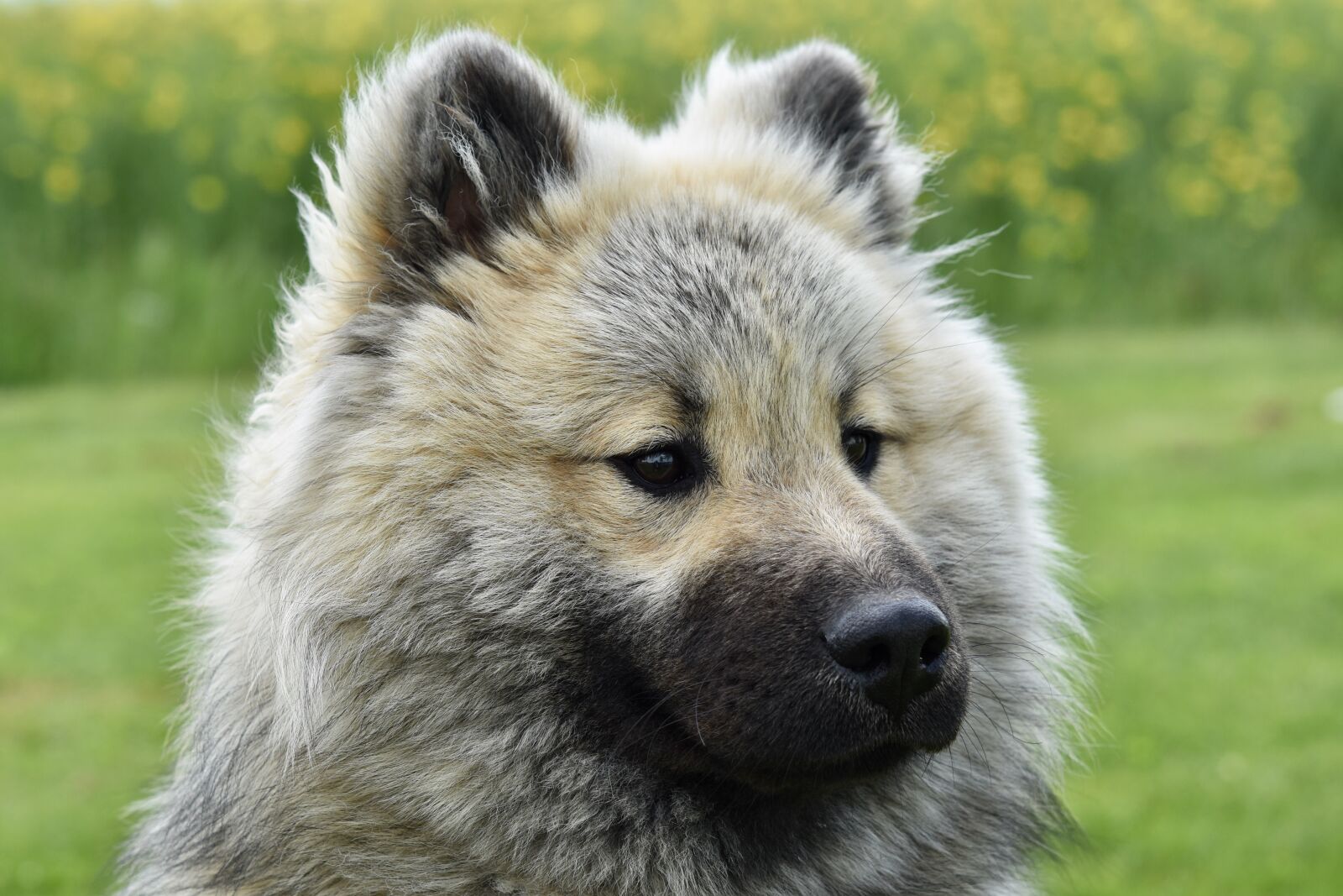 Nikon D5600 sample photo. Dog, dog eurasier, dog photography