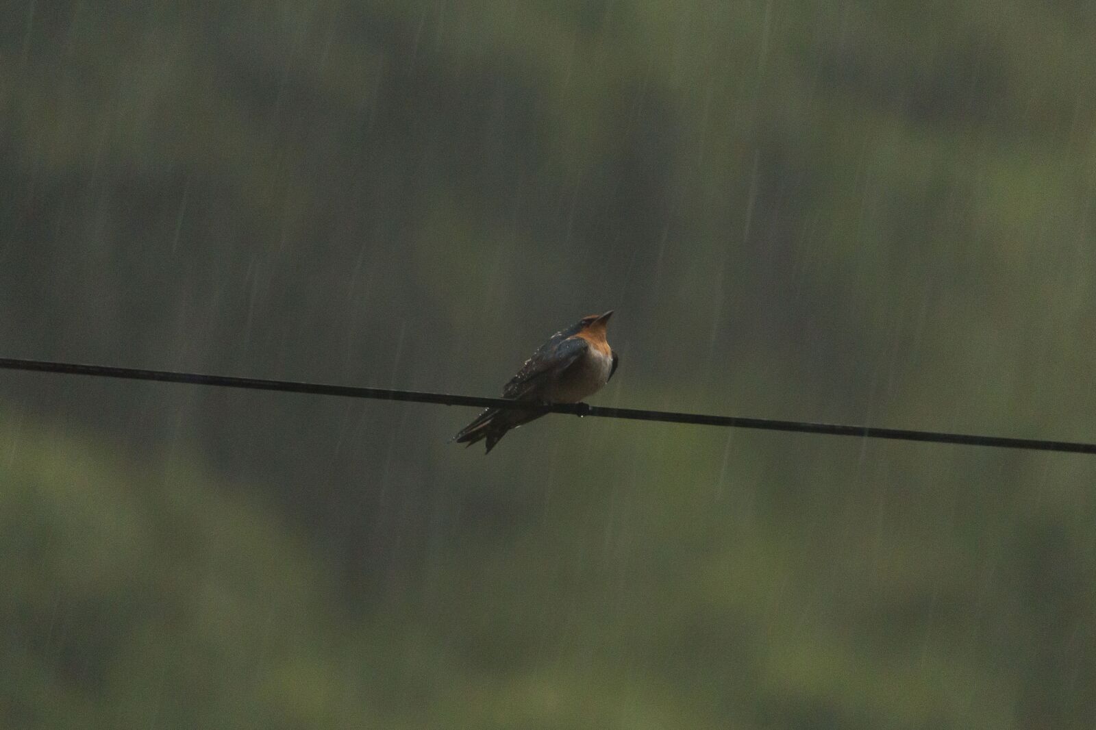 Canon EF-S 55-250mm F4-5.6 IS sample photo. Swallow, rain, bird photography