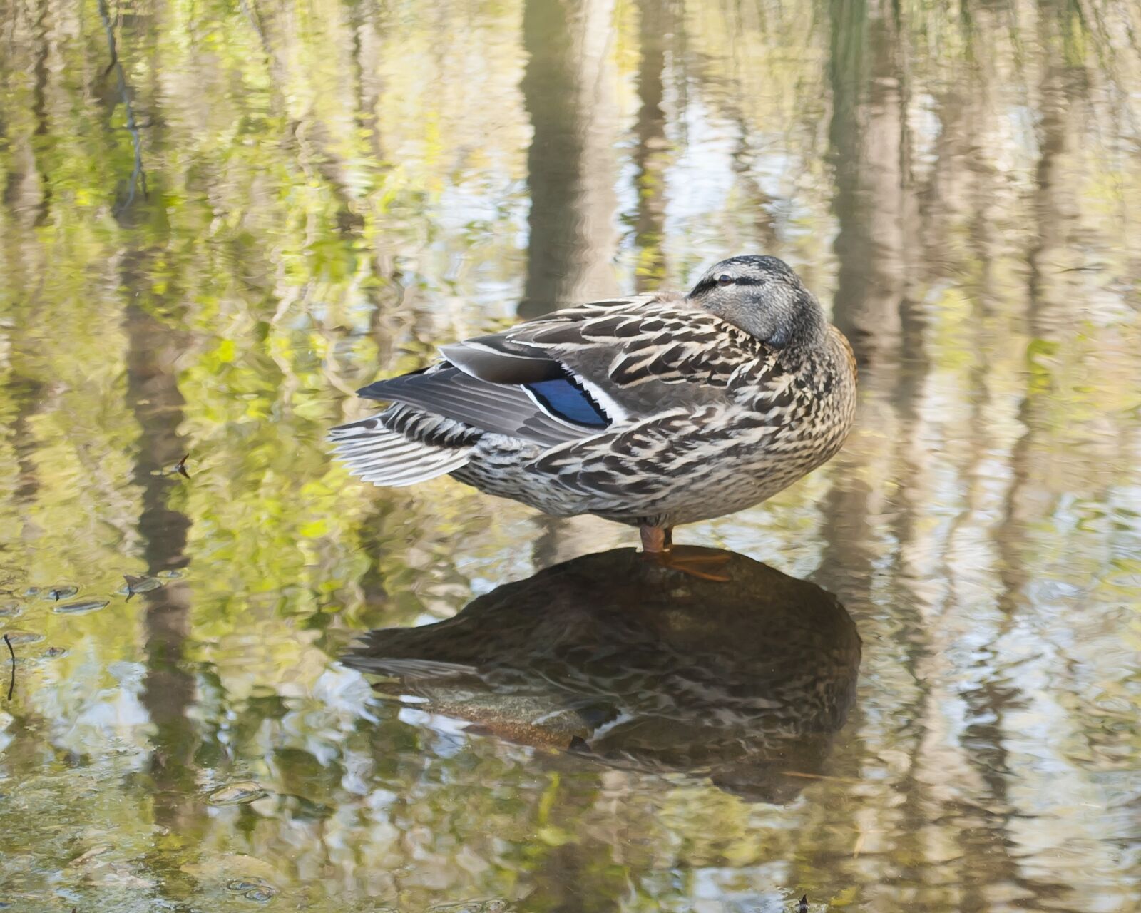 Nikon D3000 sample photo. Duck, mallard, wildlife photography