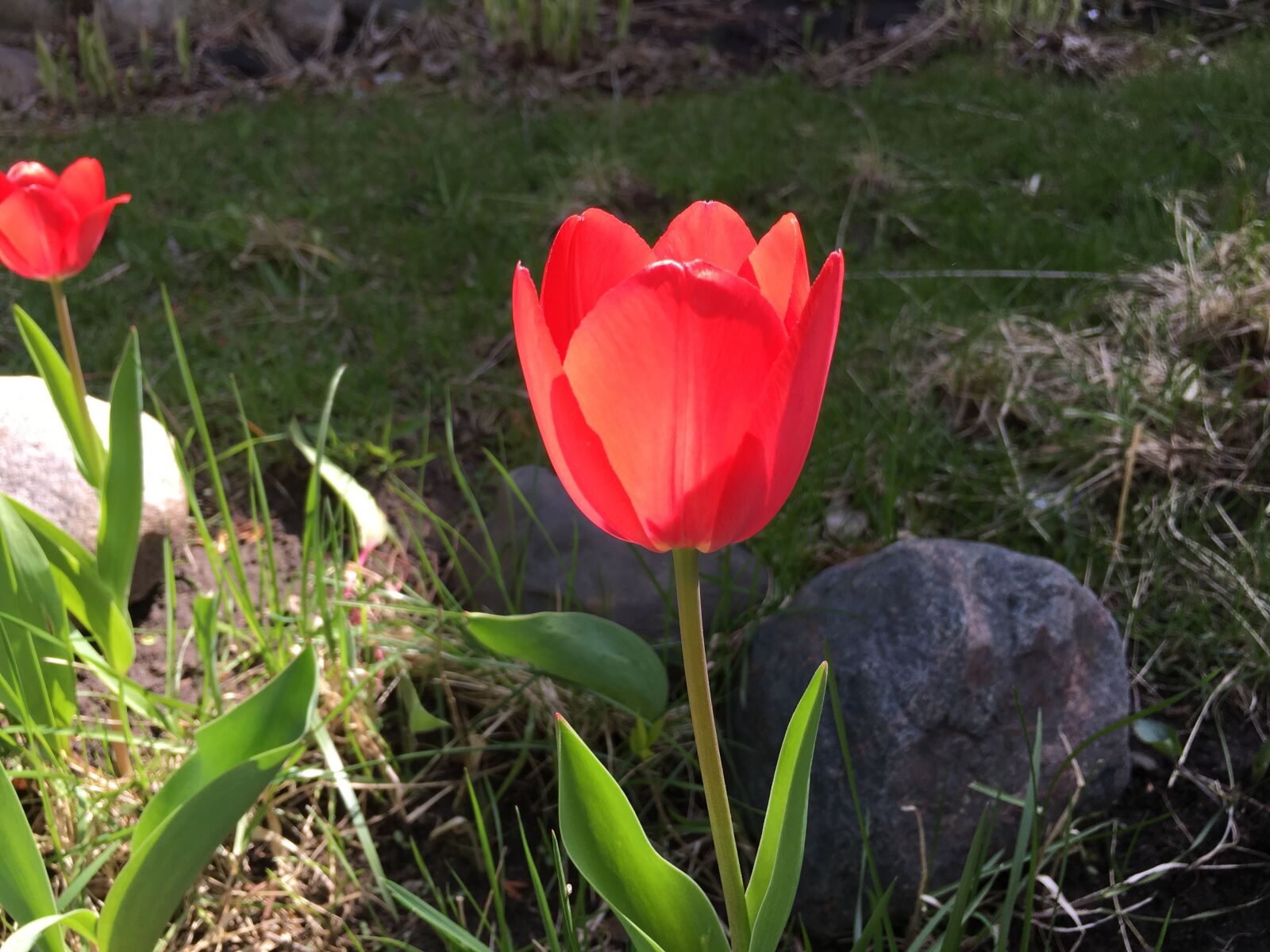 Apple iPhone 6s Plus sample photo. Red tulip, tulip, flower photography