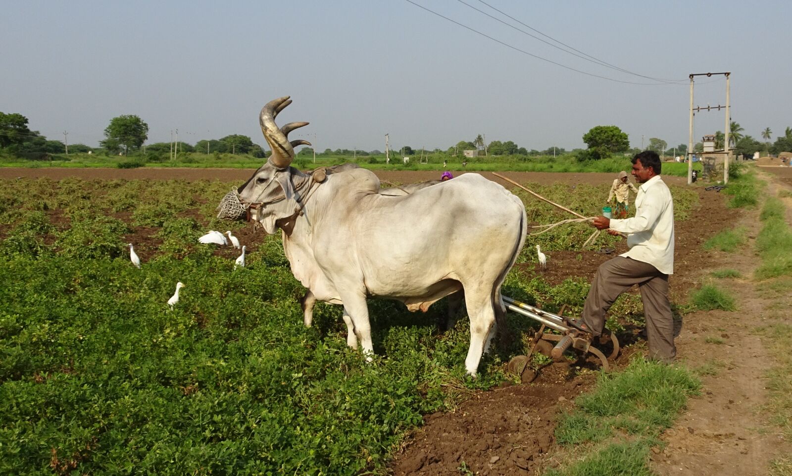 Sony Cyber-shot DSC-HX90V sample photo. Bullock, ox, plough photography