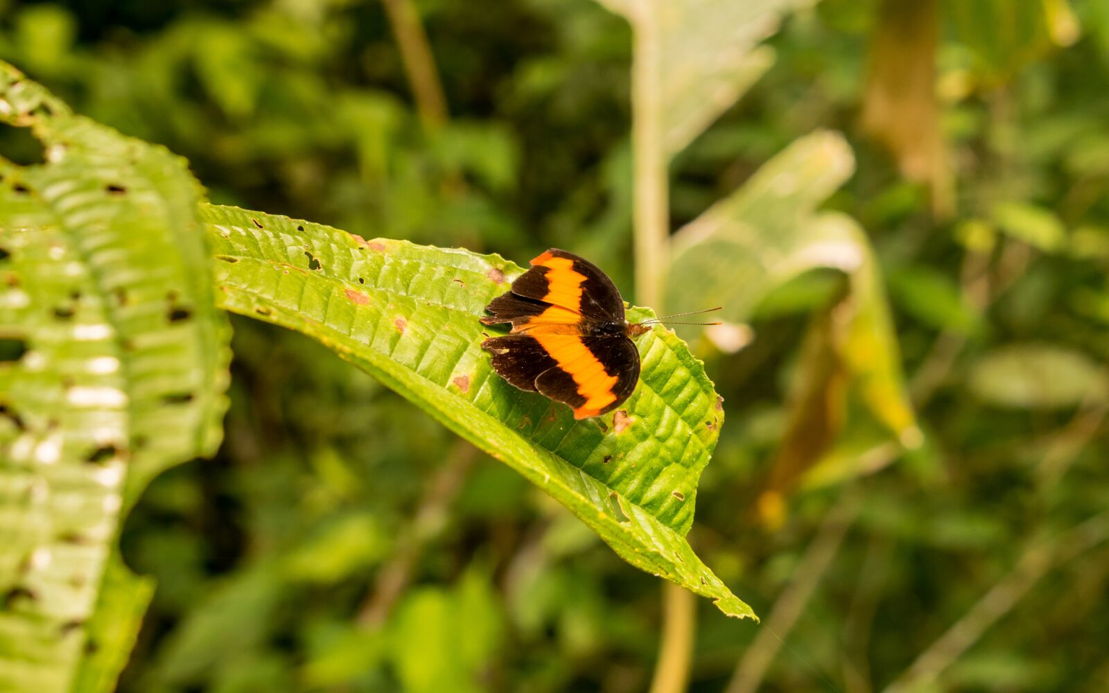 Nikon D5300 sample photo. Butterfly, bedding plant, ornamental photography