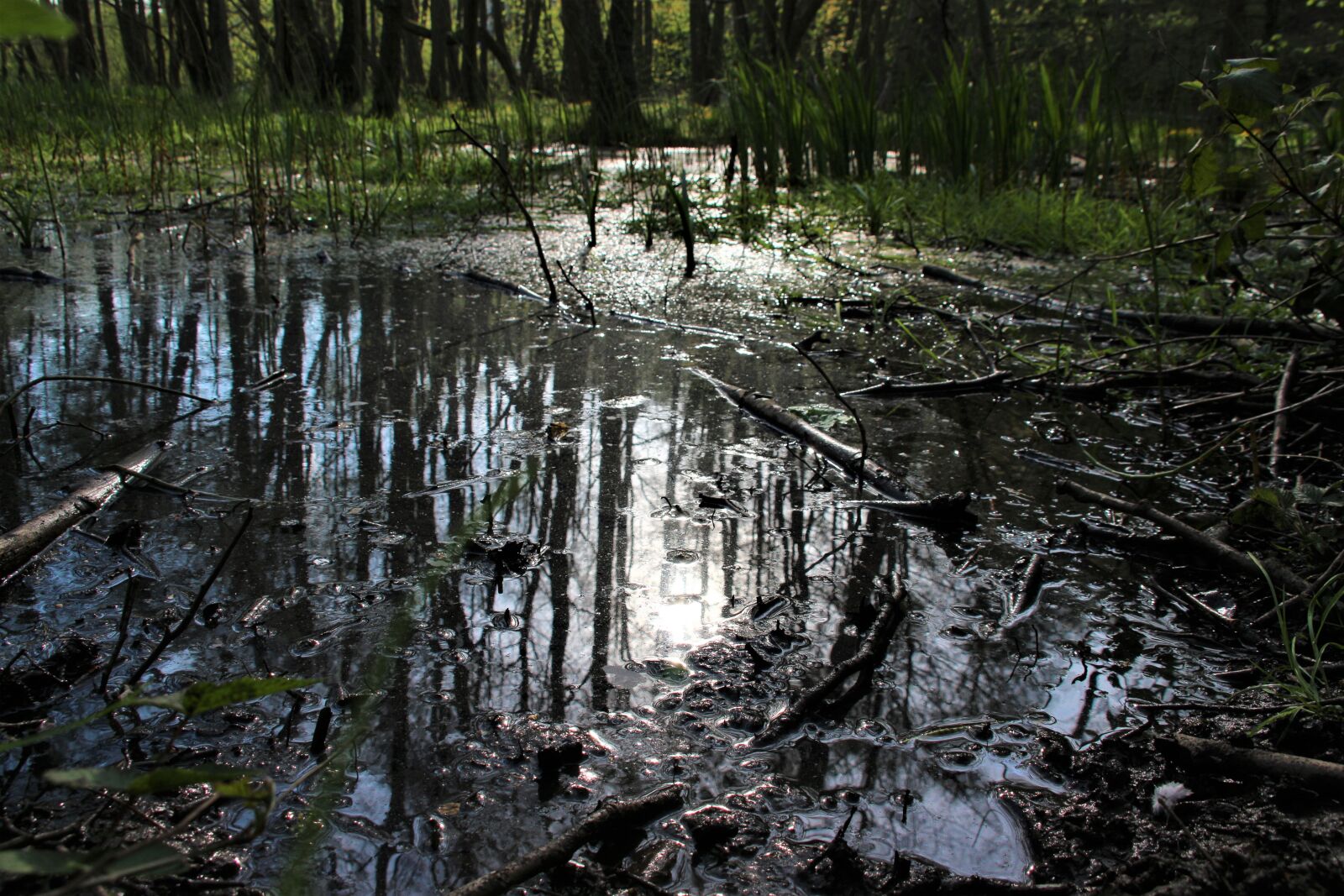 Canon EOS 700D (EOS Rebel T5i / EOS Kiss X7i) sample photo. Water, river, bach photography