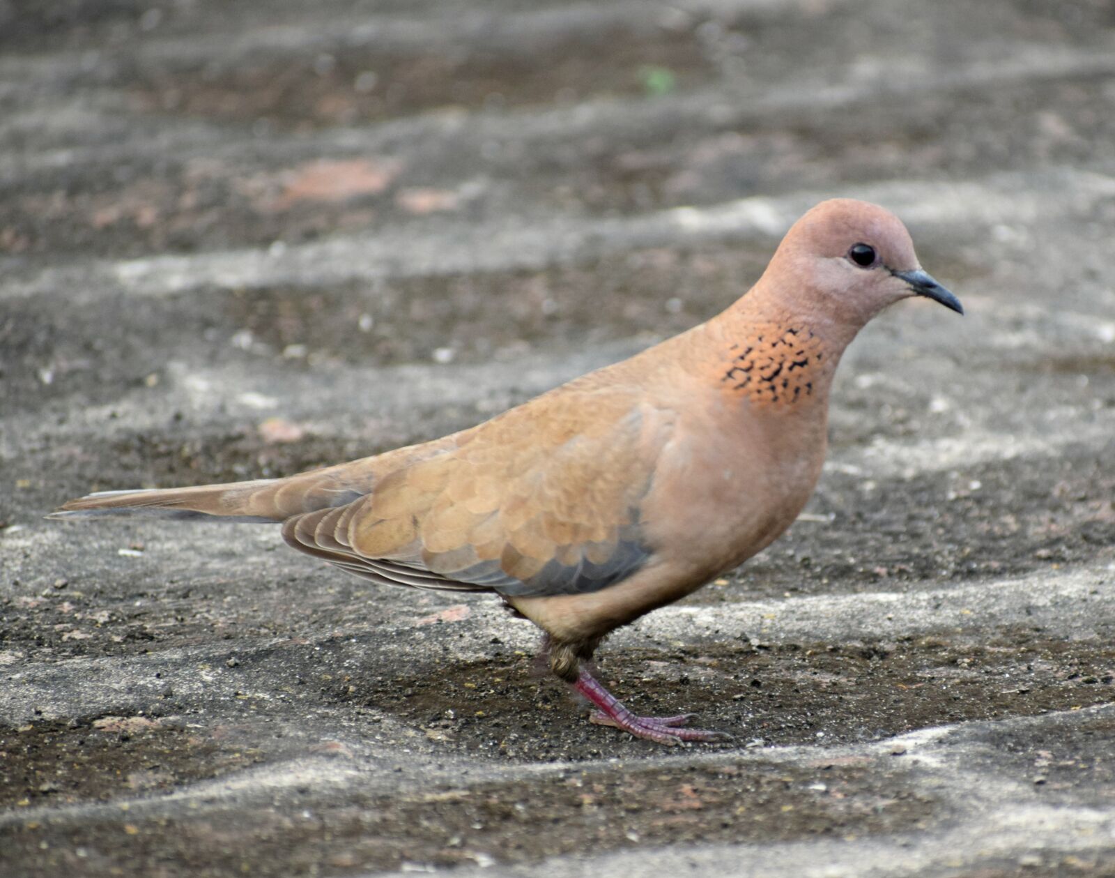 Nikon D3300 sample photo. Dove, bird, pigeon photography