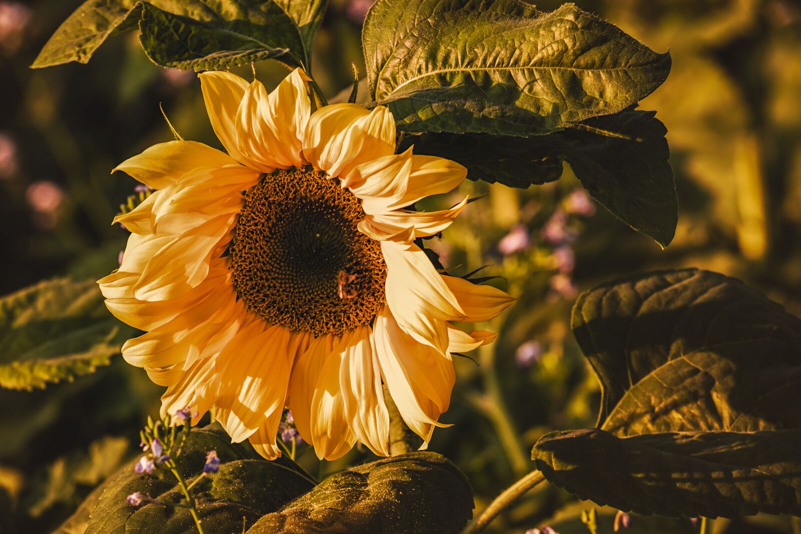 Fujifilm XF 55-200mm F3.5-4.8 R LM OIS sample photo. Sunflower, pollen, flower photography