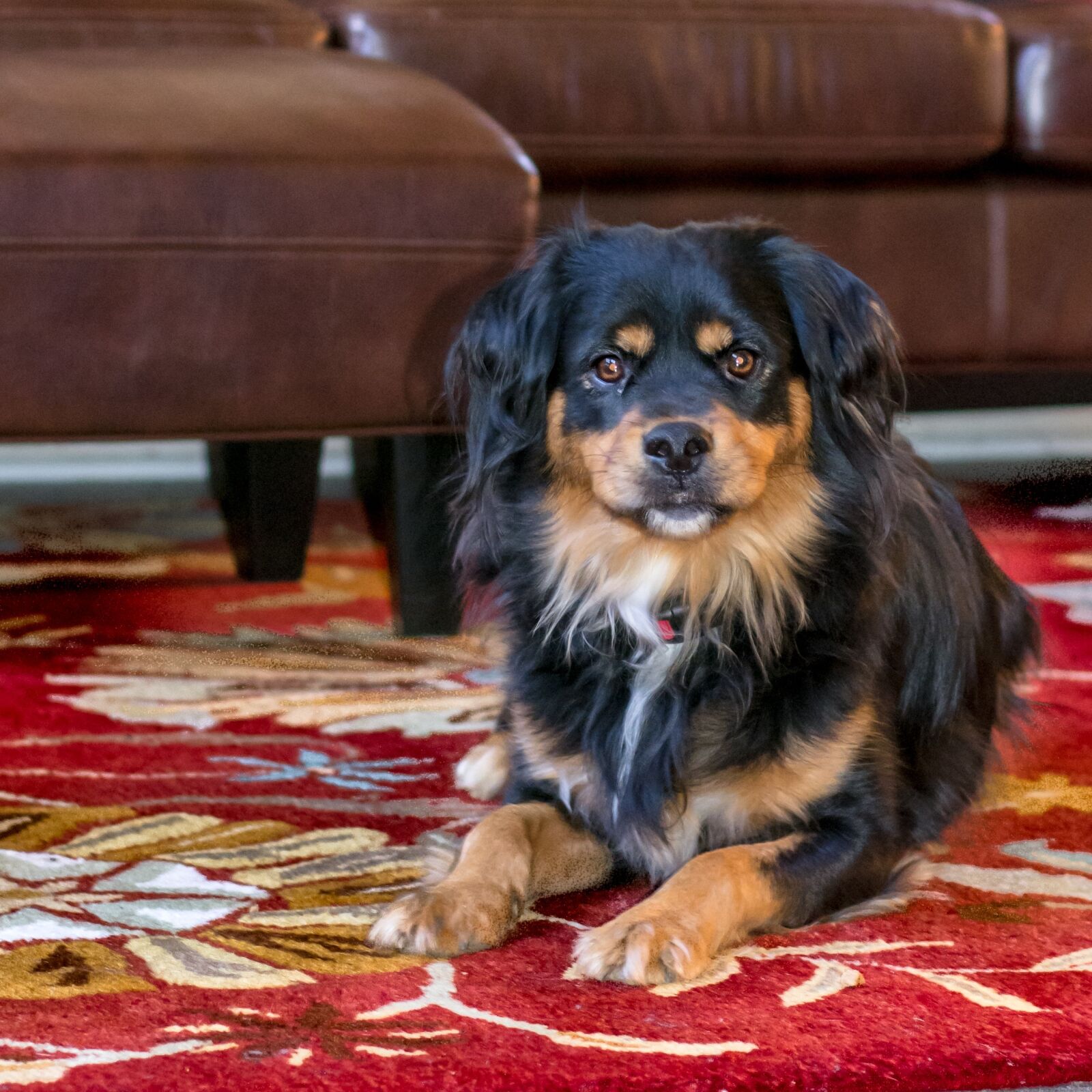 Nikon D7100 sample photo. Dog, couch, house photography