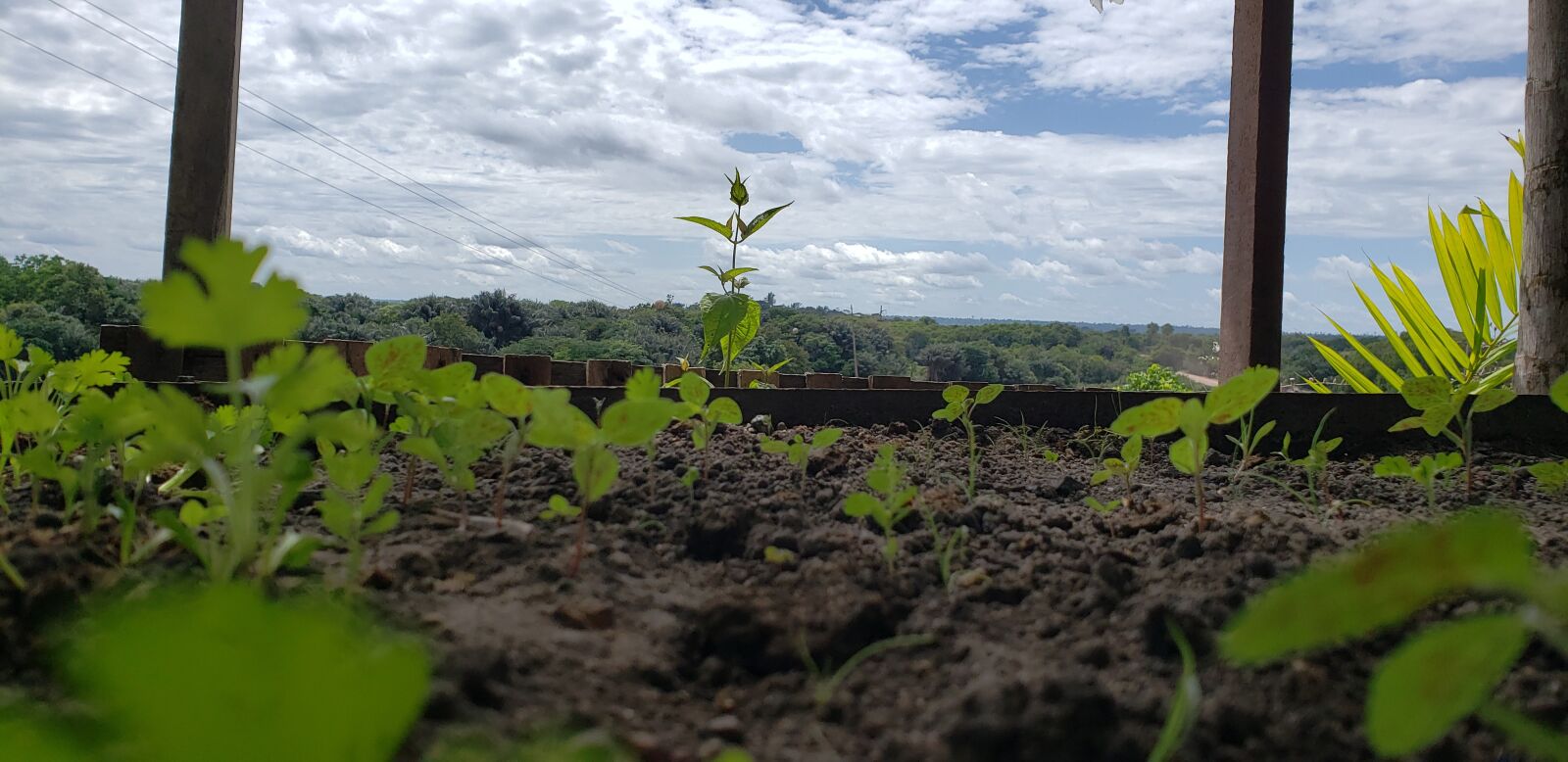 Samsung Galaxy S9 sample photo. Sky, plants, green photography