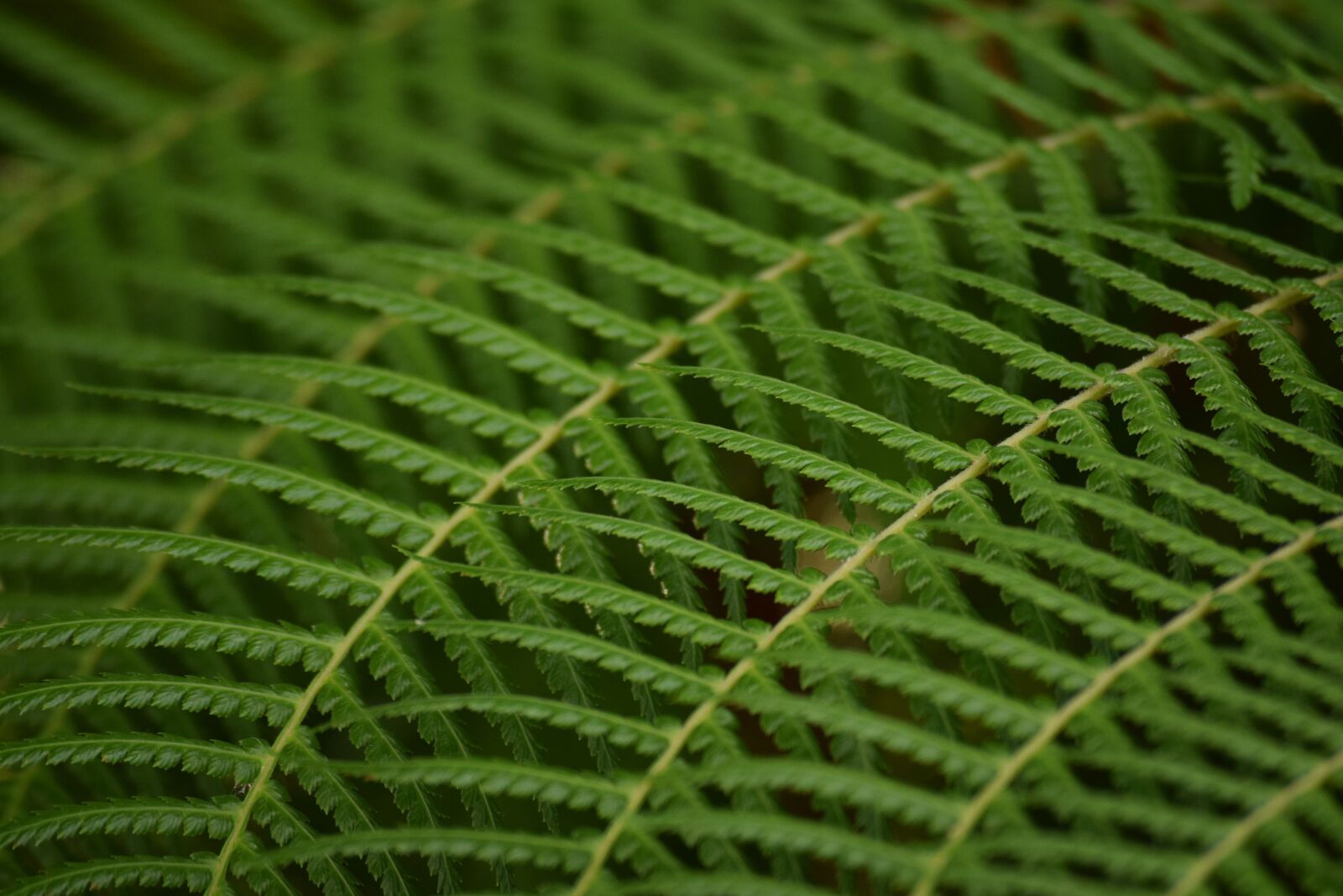 Nikon D3300 sample photo. Leaves, green, plant photography
