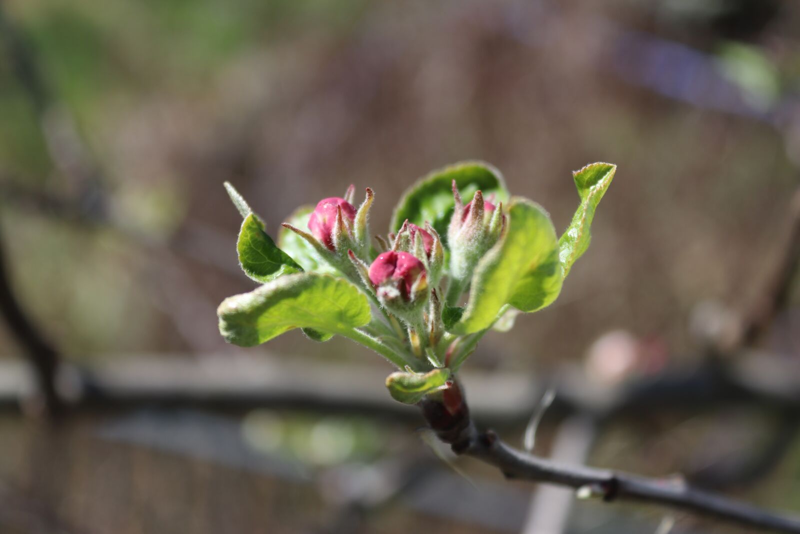 Canon EOS 200D (EOS Rebel SL2 / EOS Kiss X9) sample photo. Apple blossom, apple tree photography