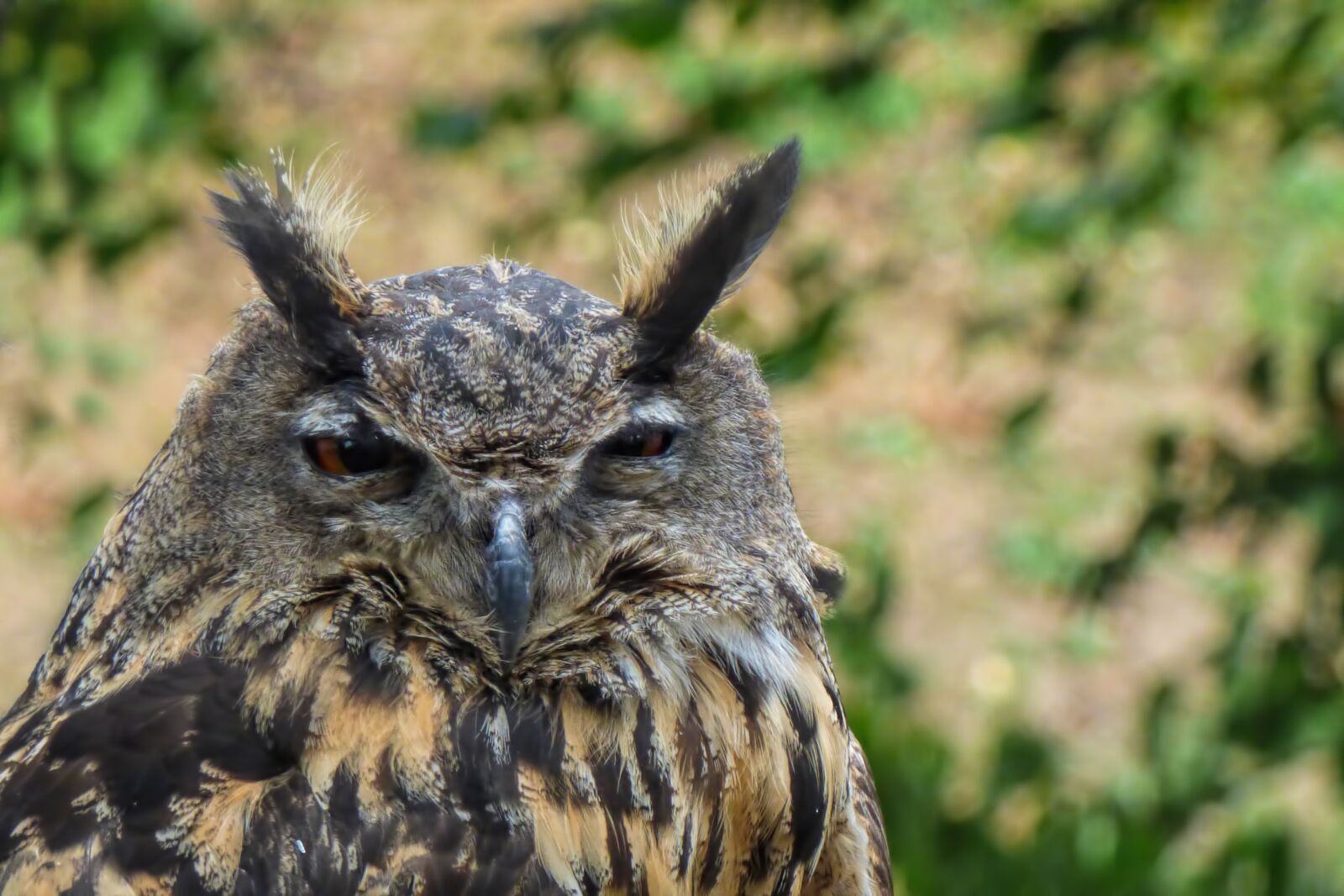 Panasonic DMC-FZ72 sample photo. Owl, eagle owl, bird photography