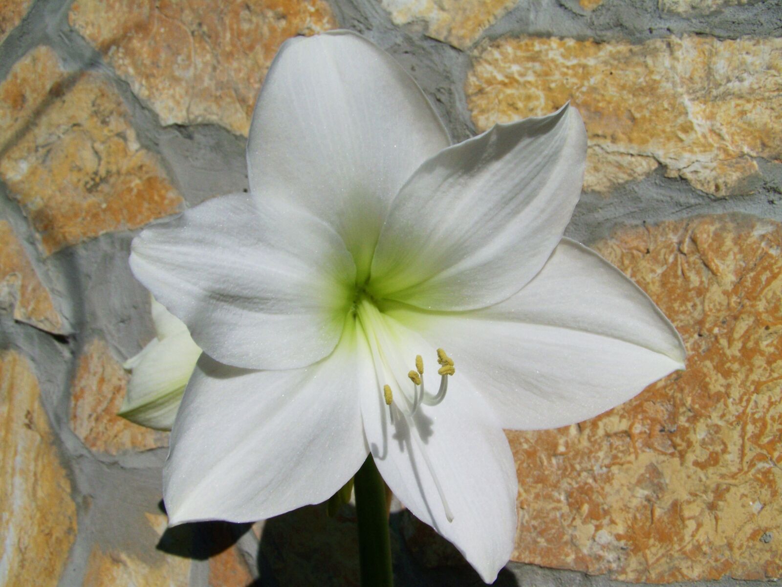 Kodak EASYSHARE ZD710 ZOOM DIGITAL CAMERA sample photo. Amaryllis, white, room plant photography