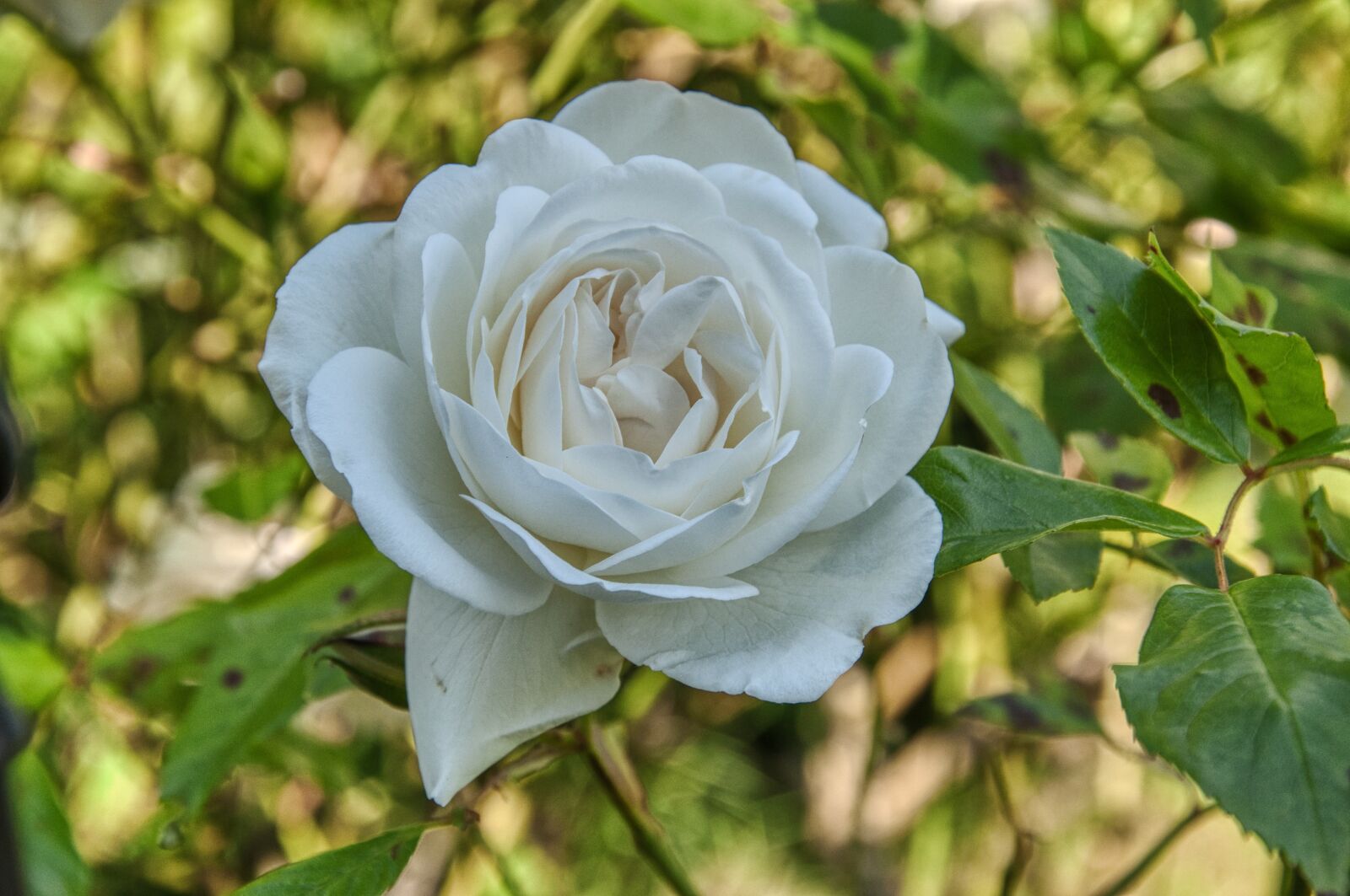 Nikon D5000 sample photo. Rose, white, petals photography