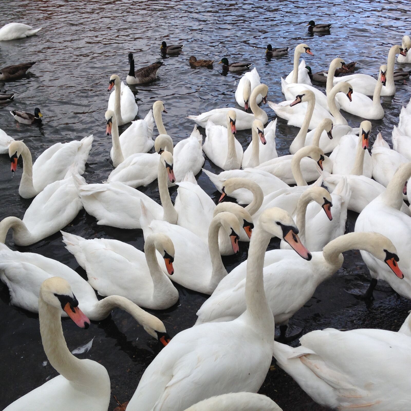 Apple iPhone 5c sample photo. Swans, wild birds, nature photography