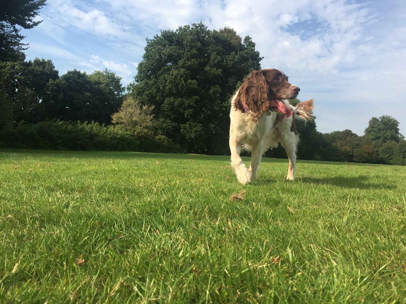 Apple iPhone 6s sample photo. Dog, grass, walk photography