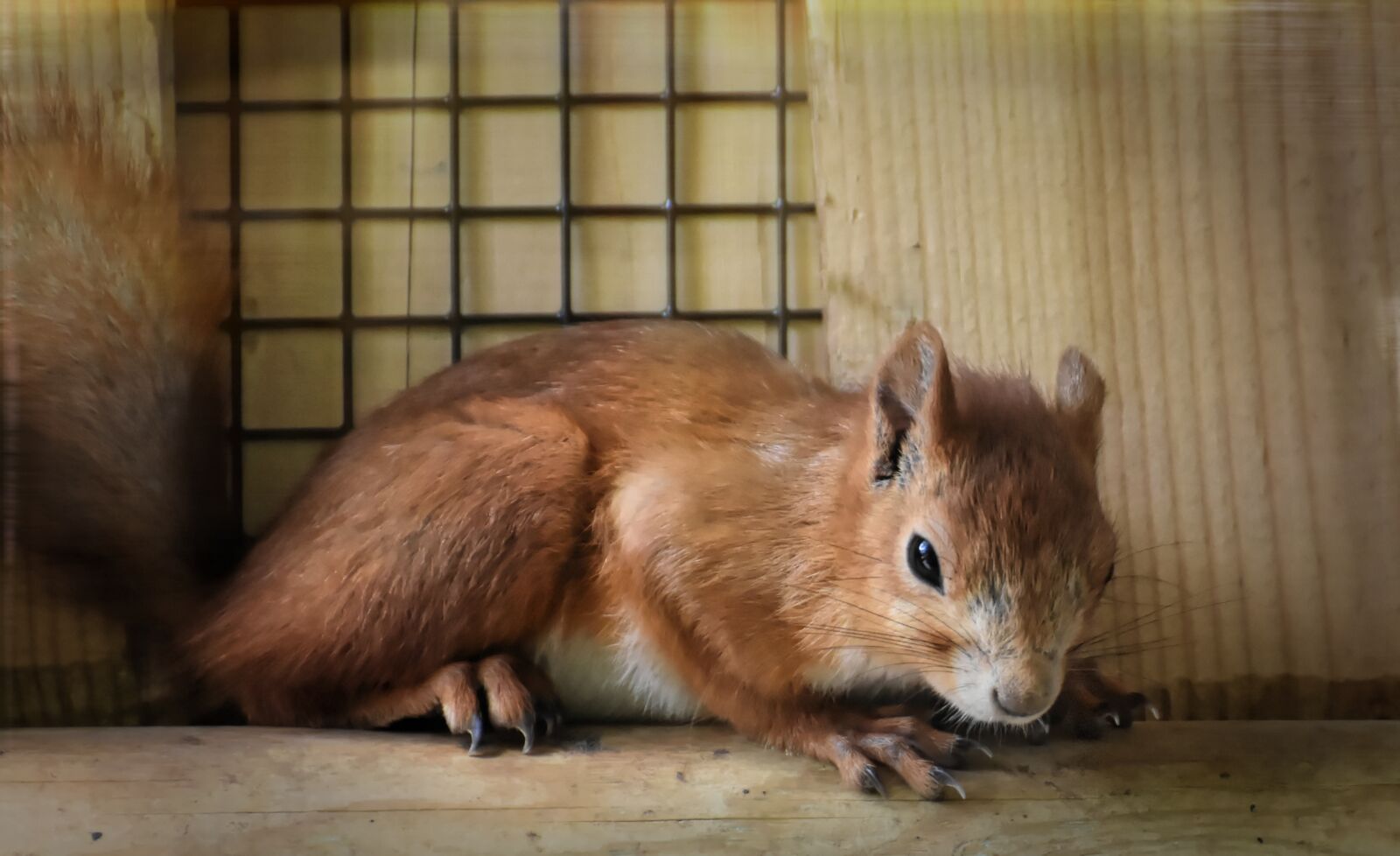 Nikon D7200 sample photo. Nager, cute, animal photography