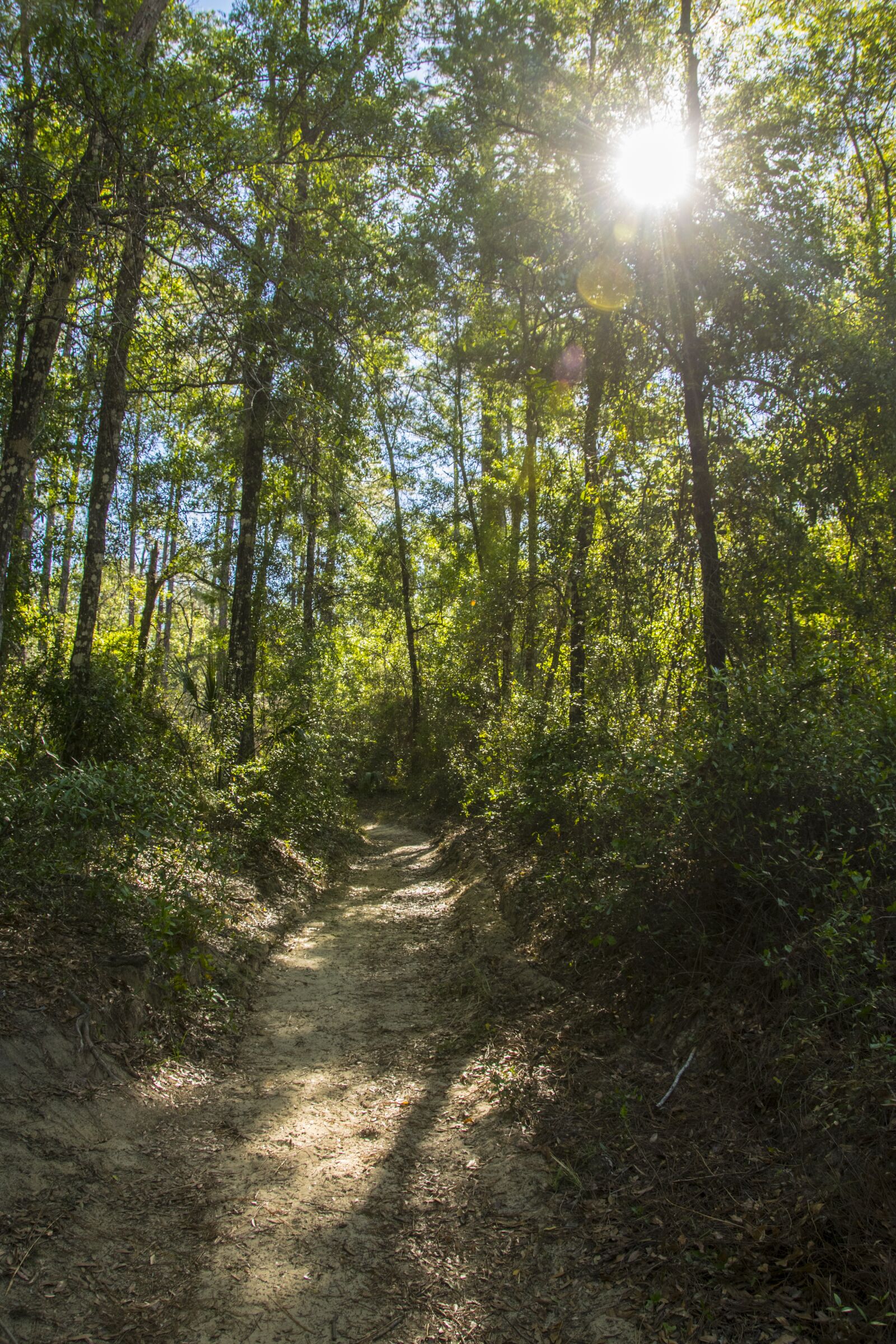 Nikon D5300 sample photo. Trail, sunrise, forest photography