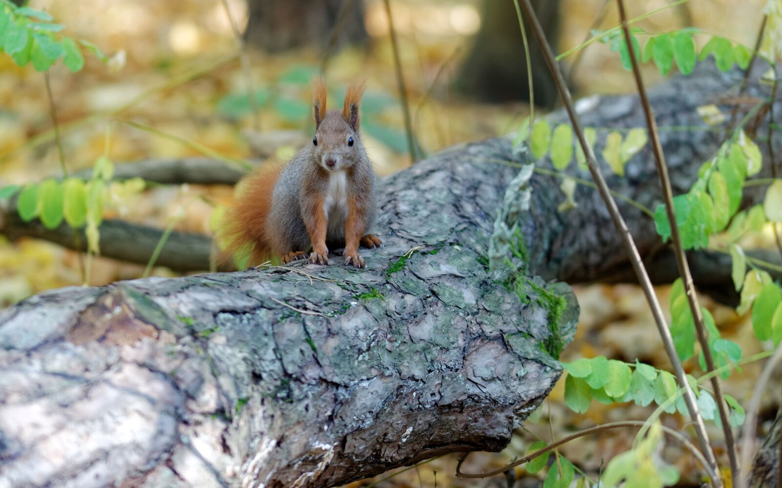 Nikon D5100 sample photo. Squirrel, pet, climbing photography