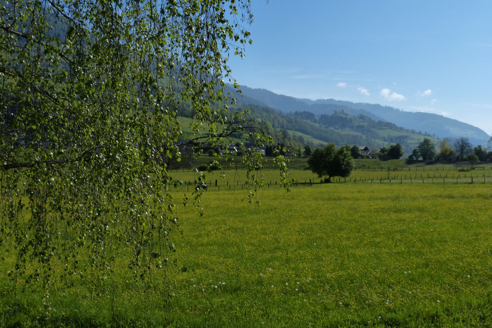 Panasonic DMC-FZ62 sample photo. Meadow, landscape, green photography