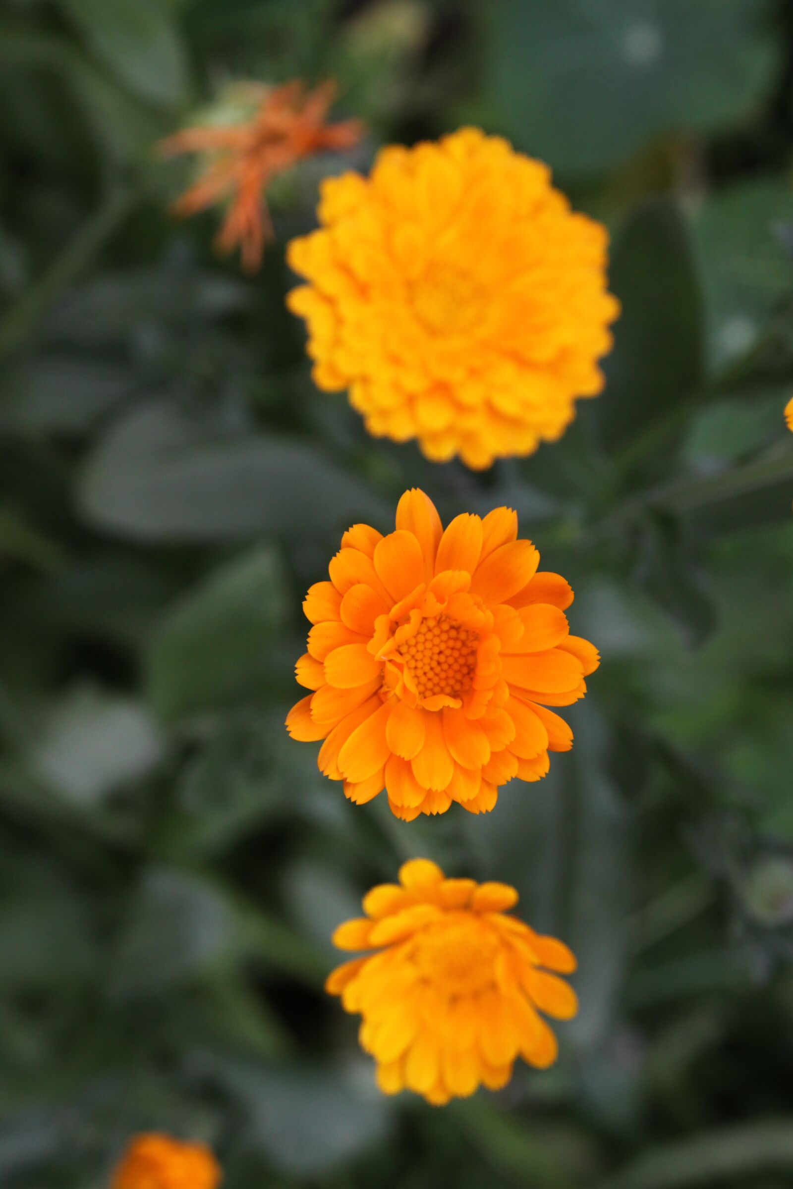 Canon EOS 50D sample photo. Flower, marigold, garden photography