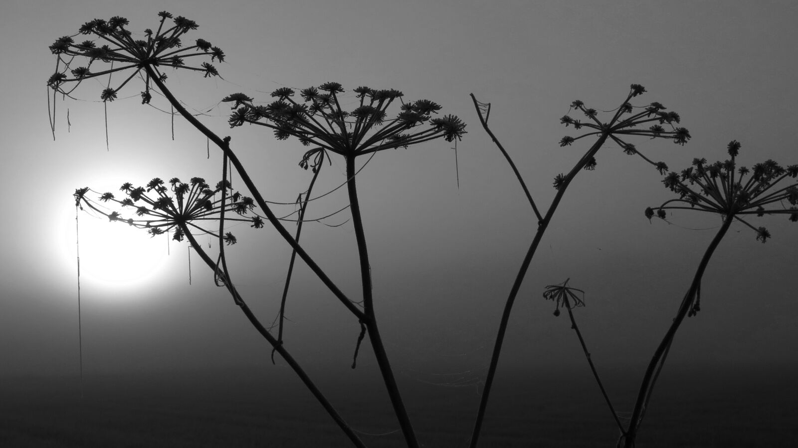 Canon PowerShot G16 sample photo. Nature, plant, winter t photography