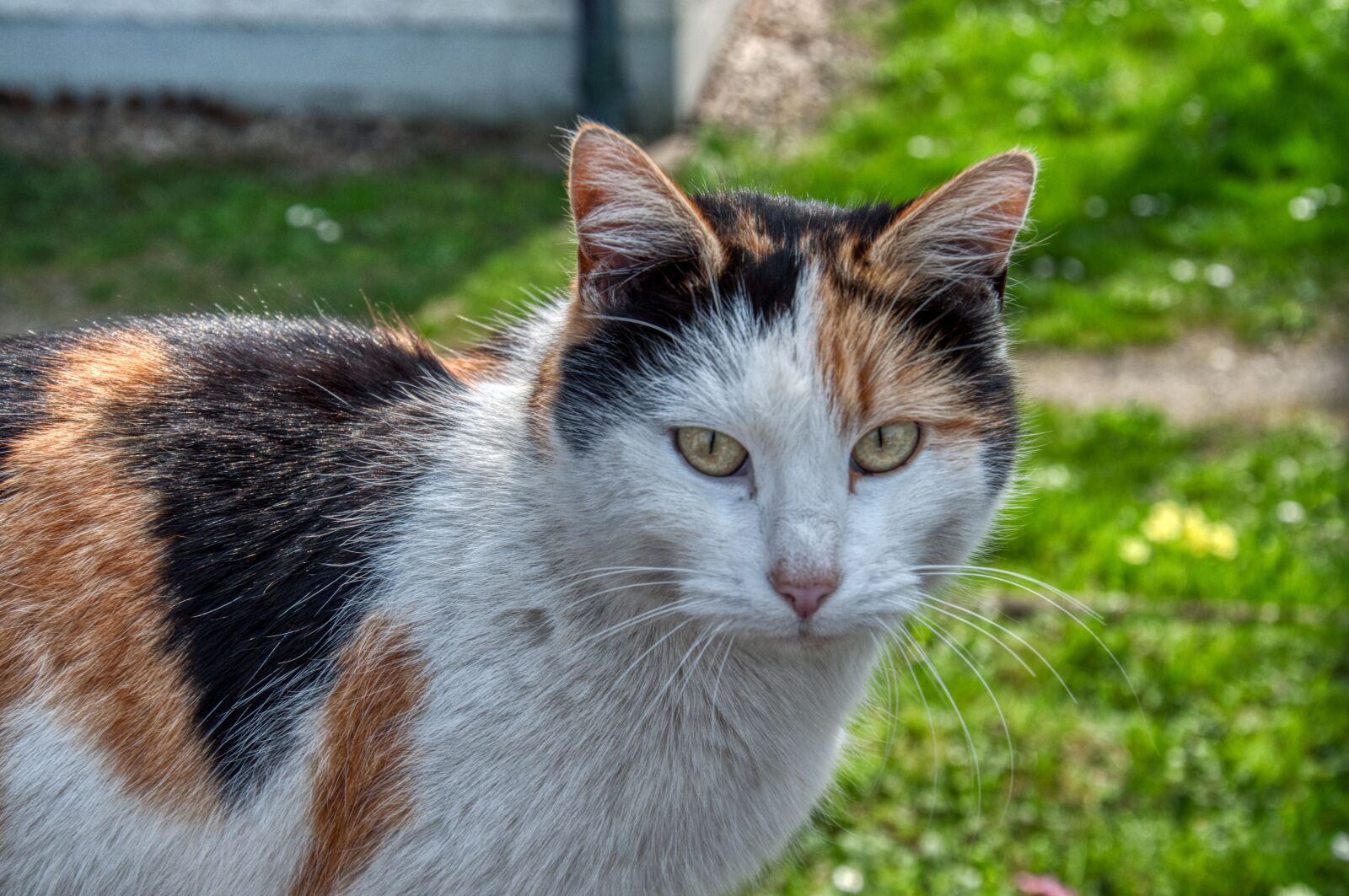 Nikon D5000 sample photo. Cat, animal portrait, cat's photography