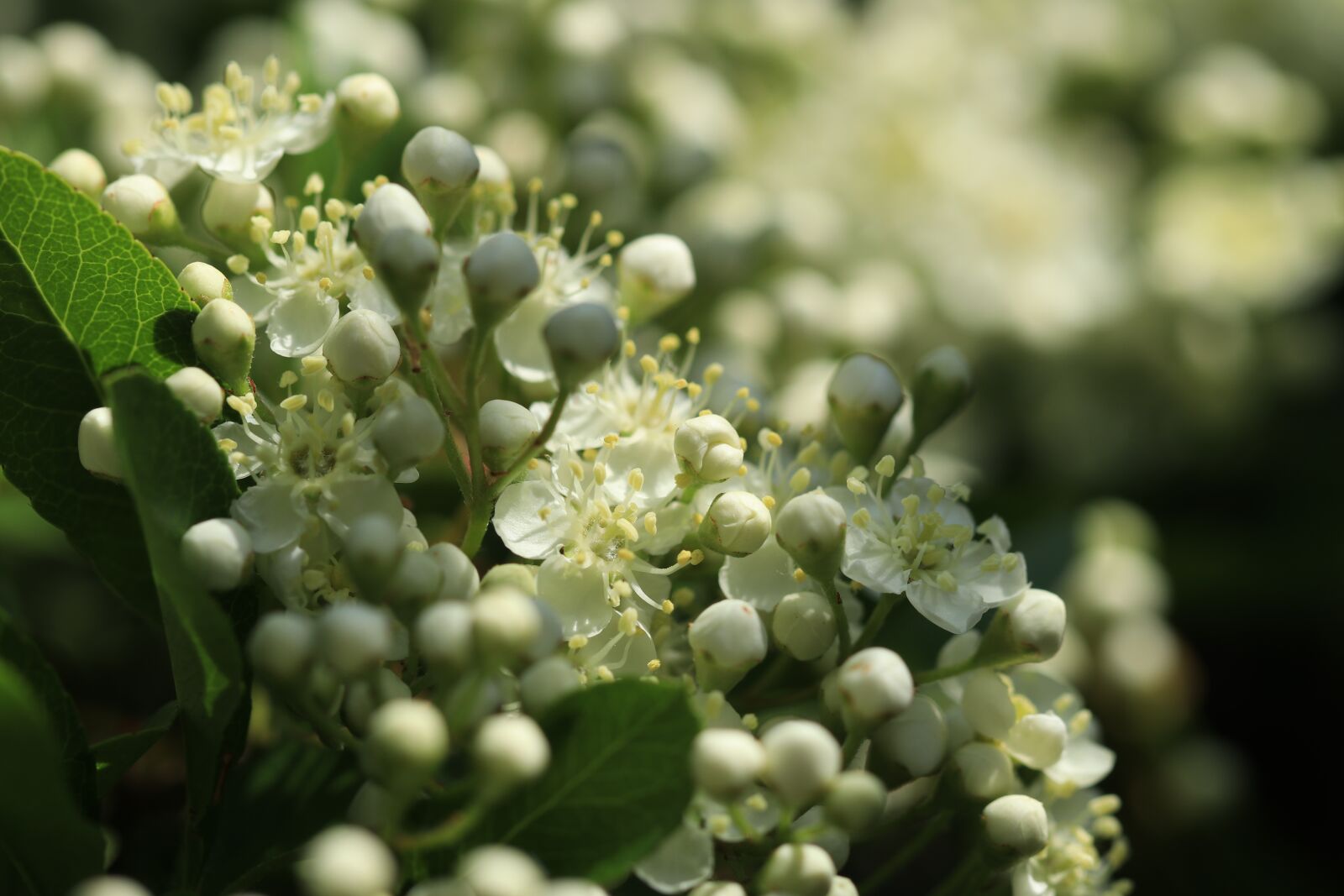Canon EF 100mm F2.8L Macro IS USM sample photo. Pyracantha, bush, garden photography