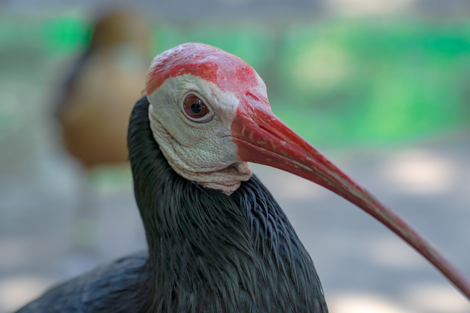 Sony a6000 + Sony E PZ 18-105mm F4 G OSS sample photo. Bird, zoo, feather photography