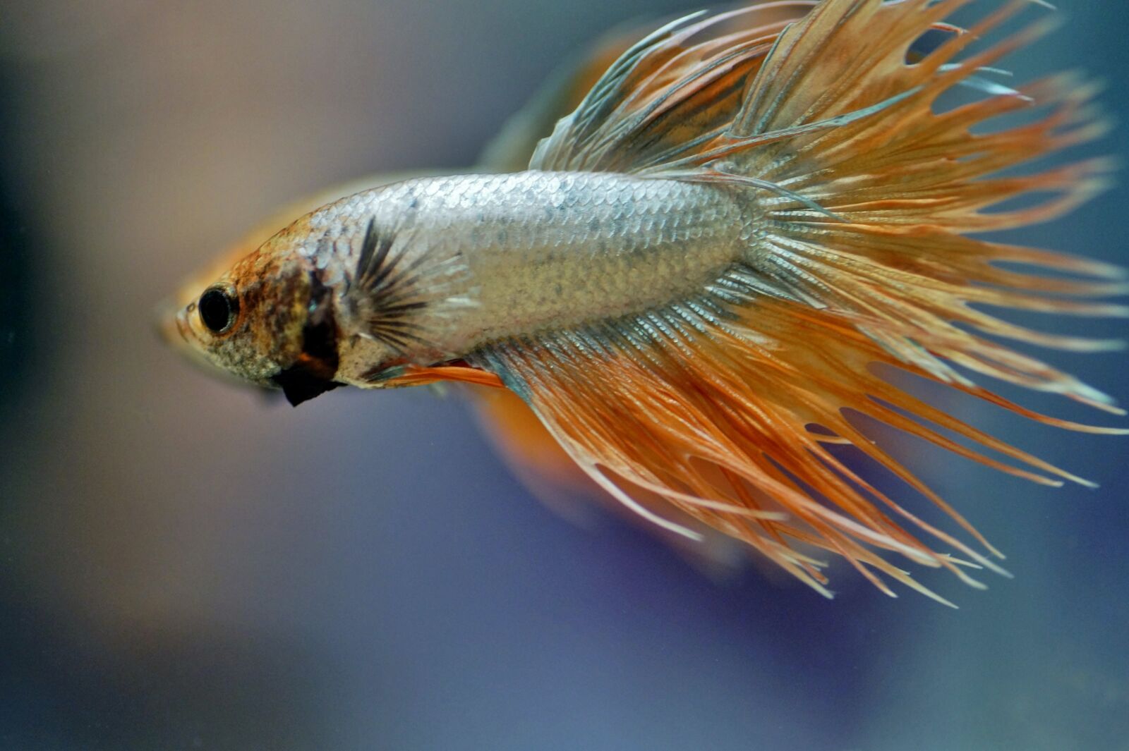 Sony SLT-A58 sample photo. Betta, warrior, aquarium photography
