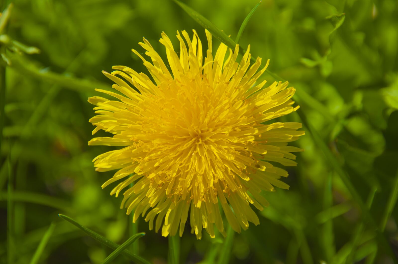 Nikon D5000 sample photo. Nature, plant, summer photography