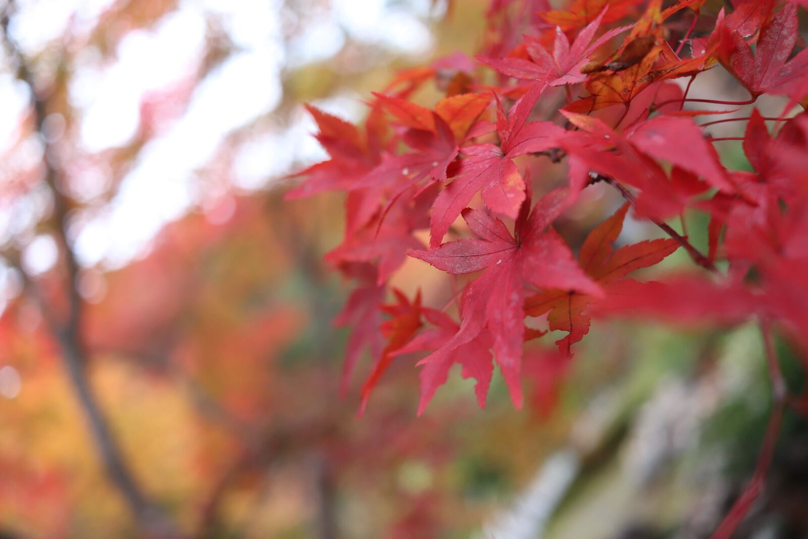 Canon EOS 77D (EOS 9000D / EOS 770D) sample photo. Autumnal leaves, autumn leaves photography