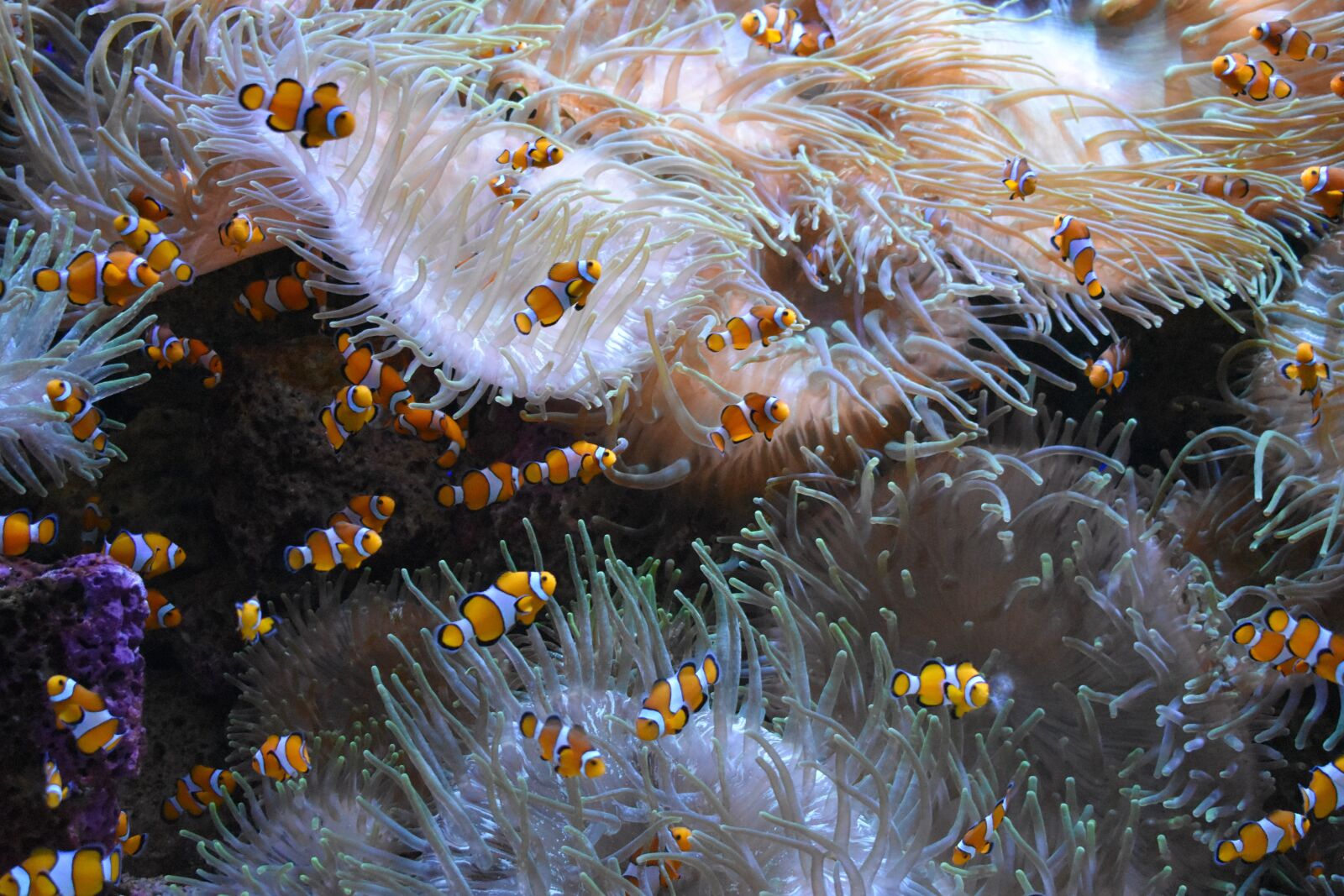 Nikon D3400 sample photo. Clown fish, aquarium, meeresbewohner photography