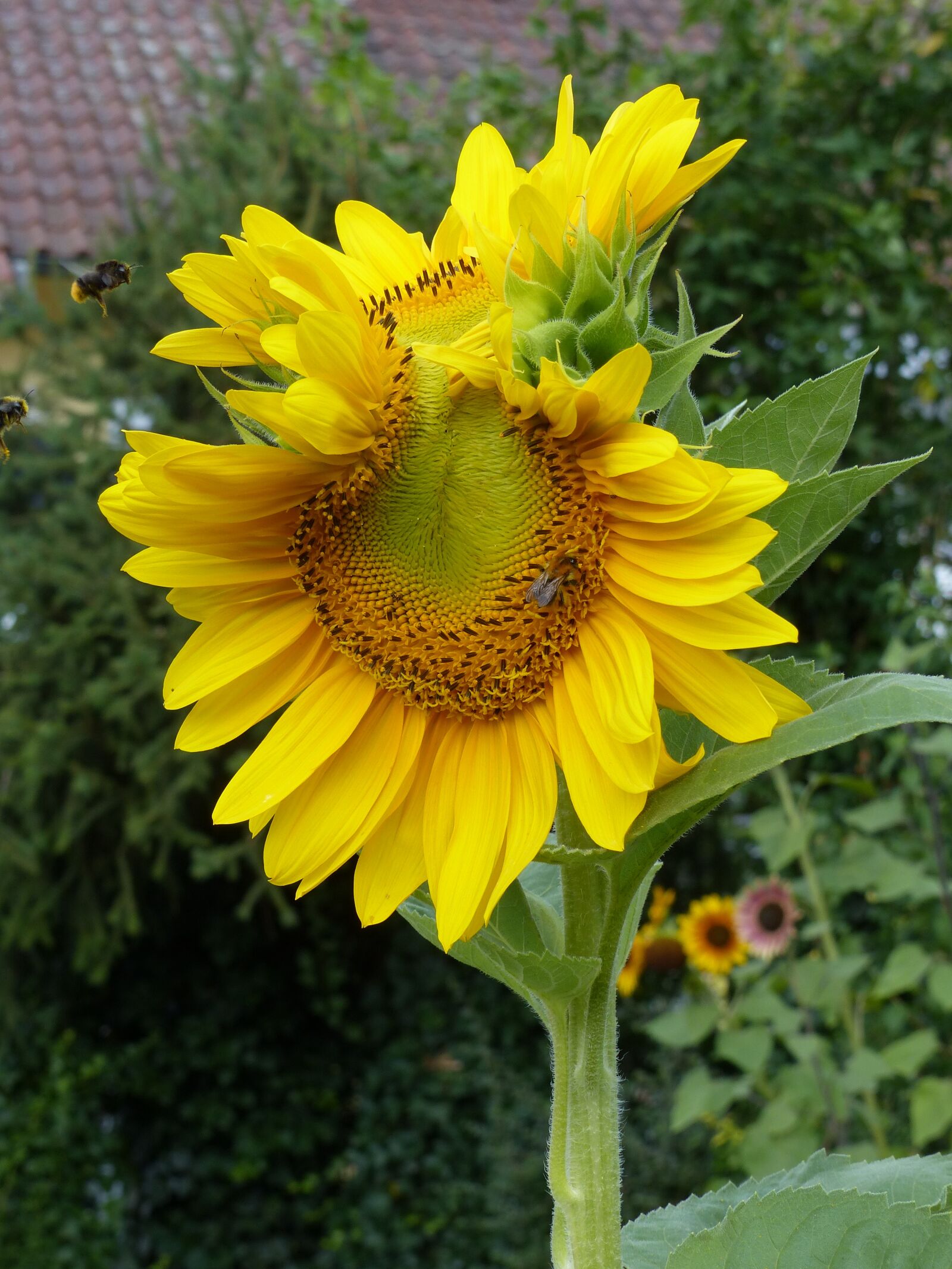 Panasonic Lumix DMC-FZ200 sample photo. Sunflower, twin, yellow photography