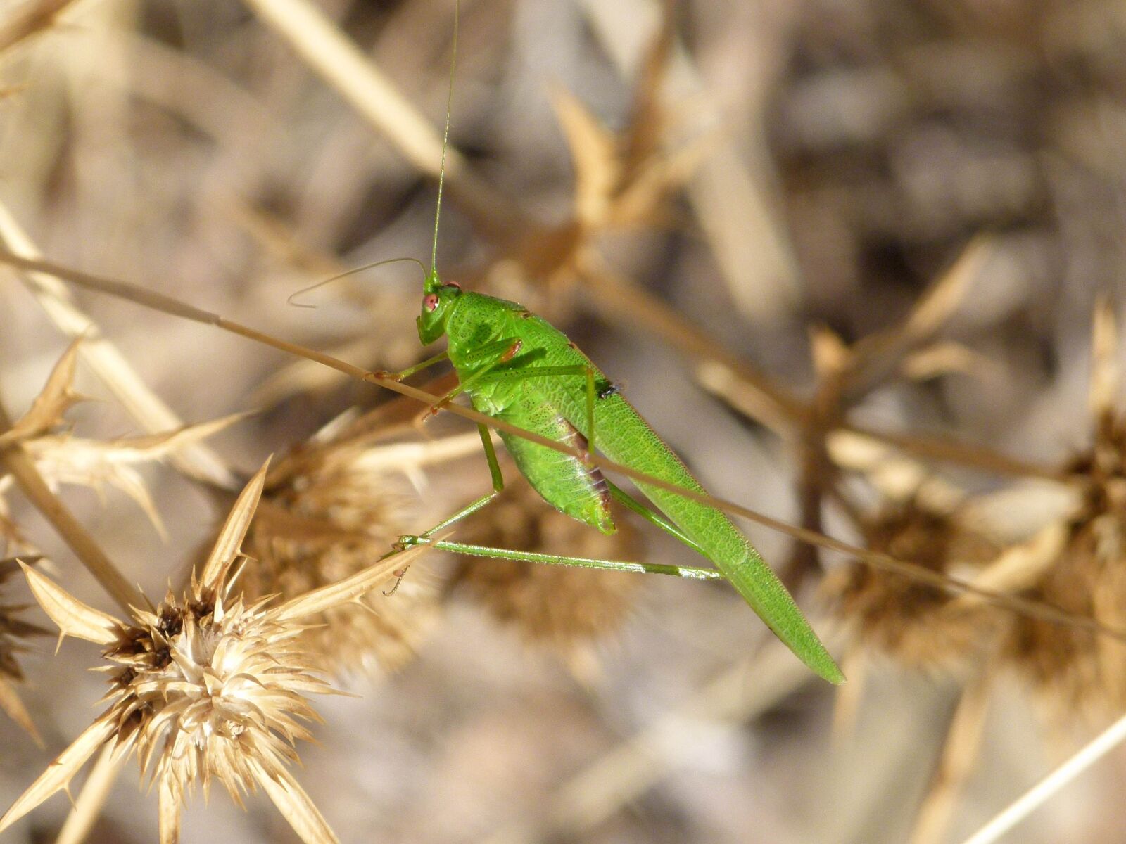 Leica V-Lux 2 sample photo. Grasshopper, grillo verde, lobster photography