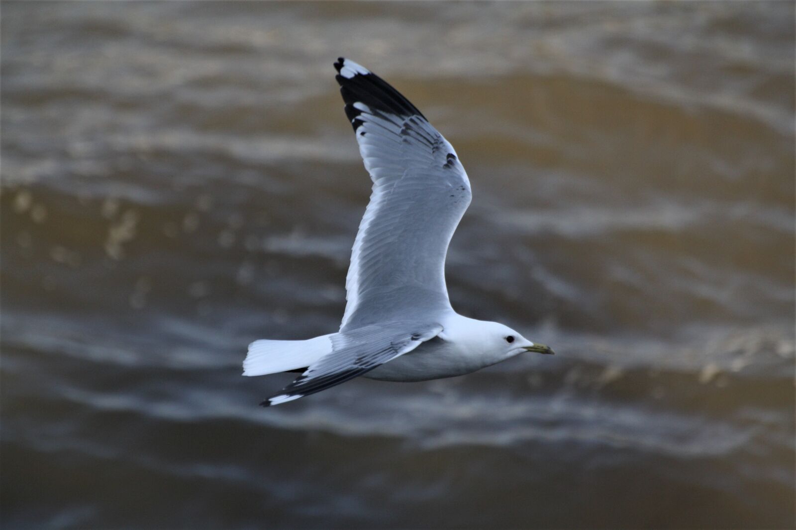 Canon EOS 1000D (EOS Digital Rebel XS / EOS Kiss F) sample photo. Seagull, fang, elbe photography