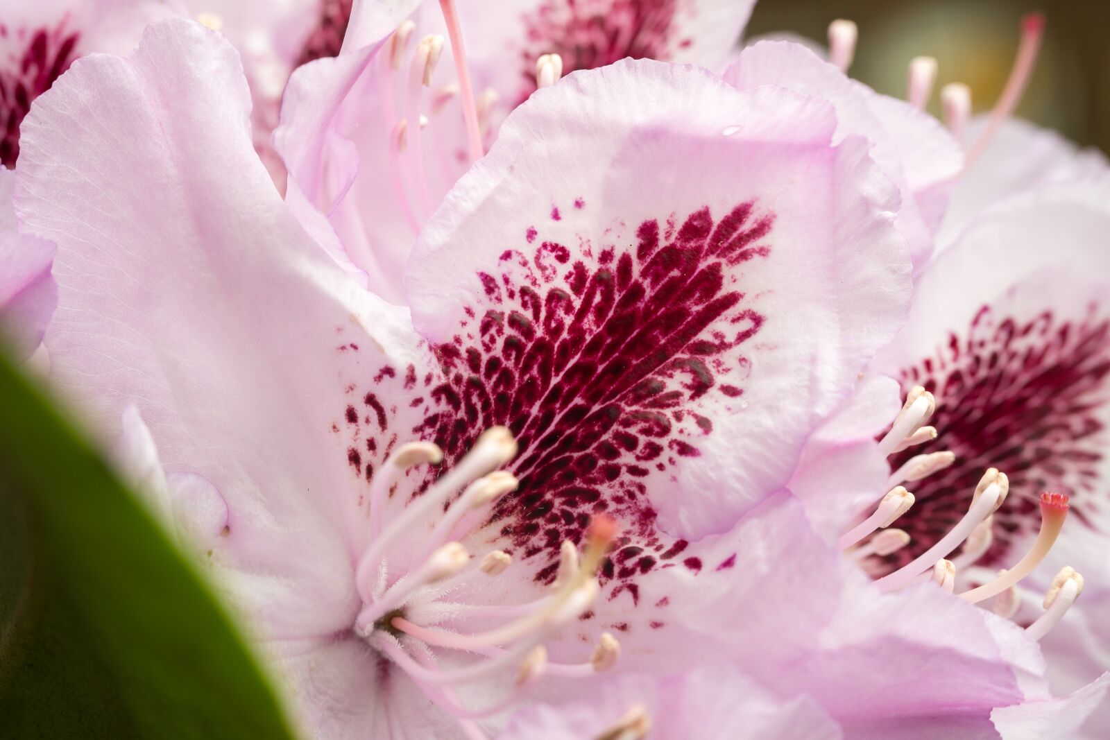 Samsung NX300M sample photo. Rhododendron, blossom, bloom photography