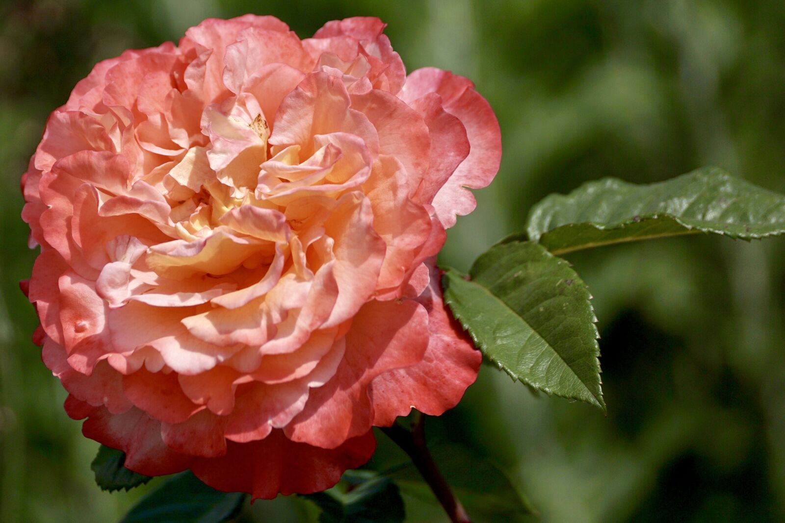 Sony DT 55-300mm F4.5-5.6 SAM sample photo. Rose, blossom, bloom photography