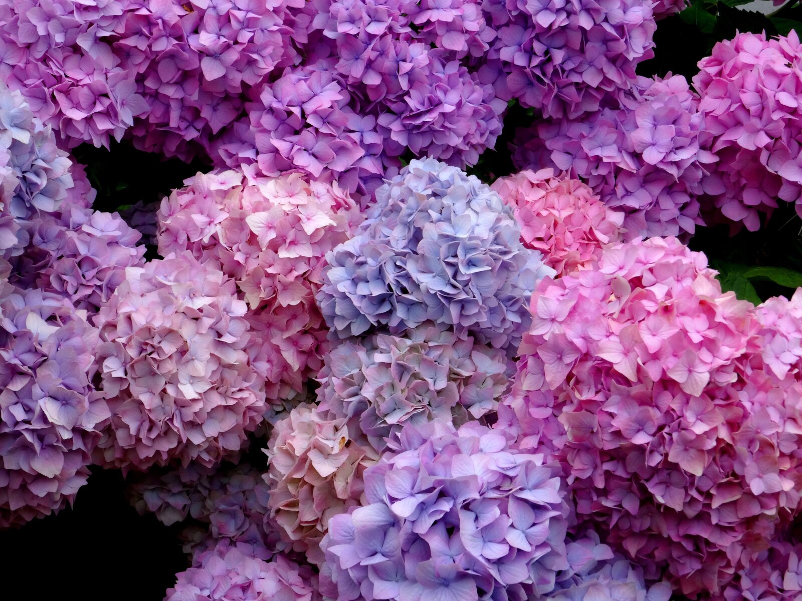 Sony Cyber-shot DSC-HX50V sample photo. Blossom, bloom, hydrangea photography