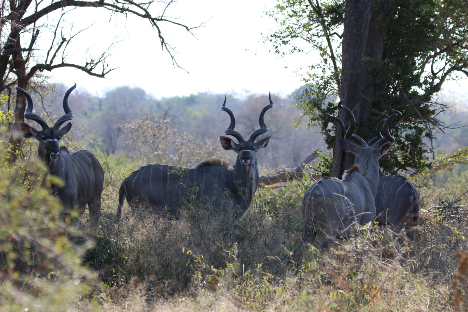 Canon EOS 7D Mark II sample photo. Africa, animals, bucks, bush photography