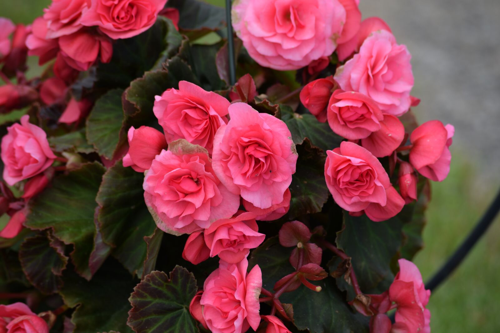 Nikon D3300 sample photo. Begonia, flower, bloom photography