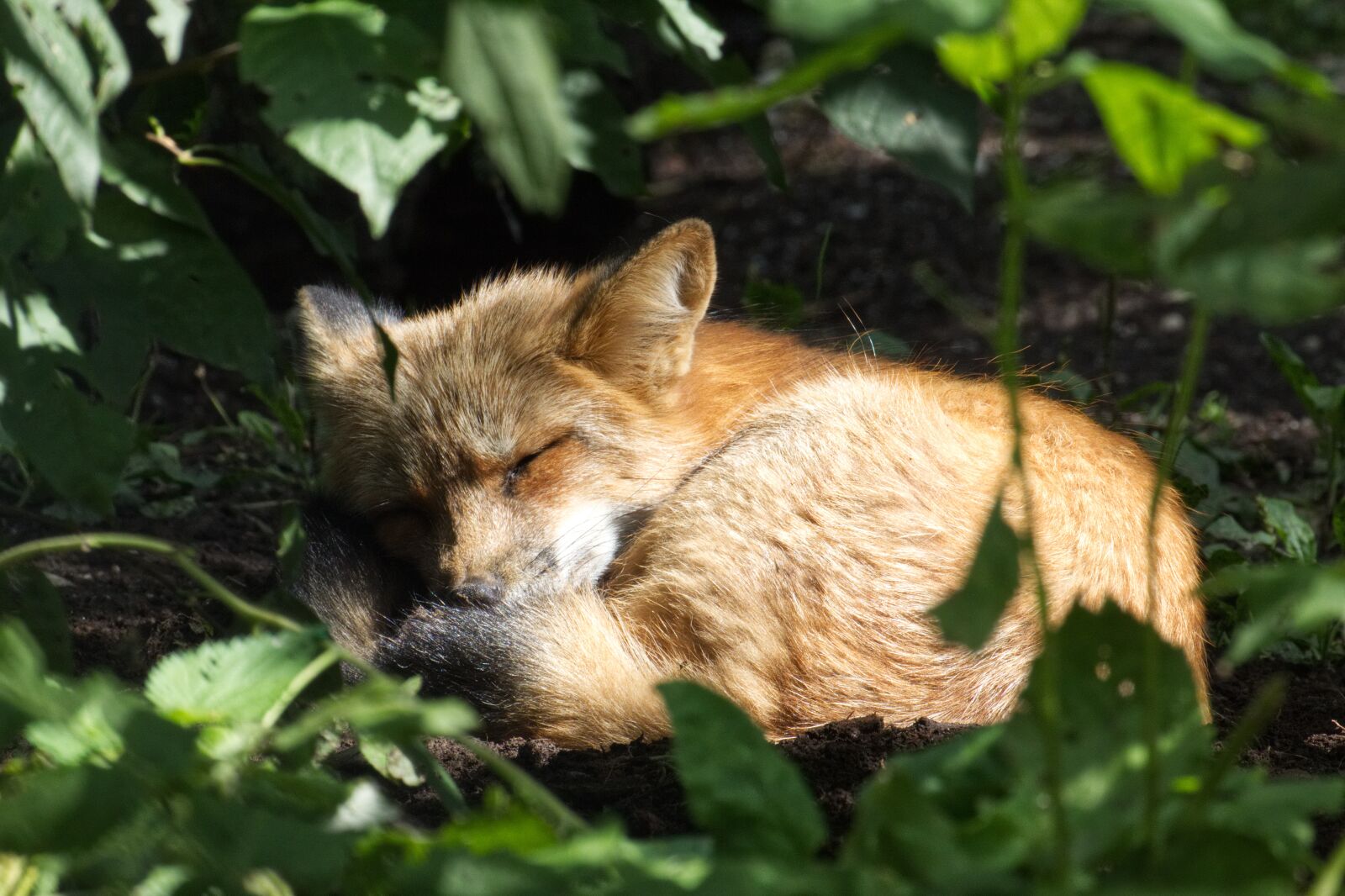 Canon EOS 1300D (EOS Rebel T6 / EOS Kiss X80) sample photo. Fuchs, sleep, nature photography