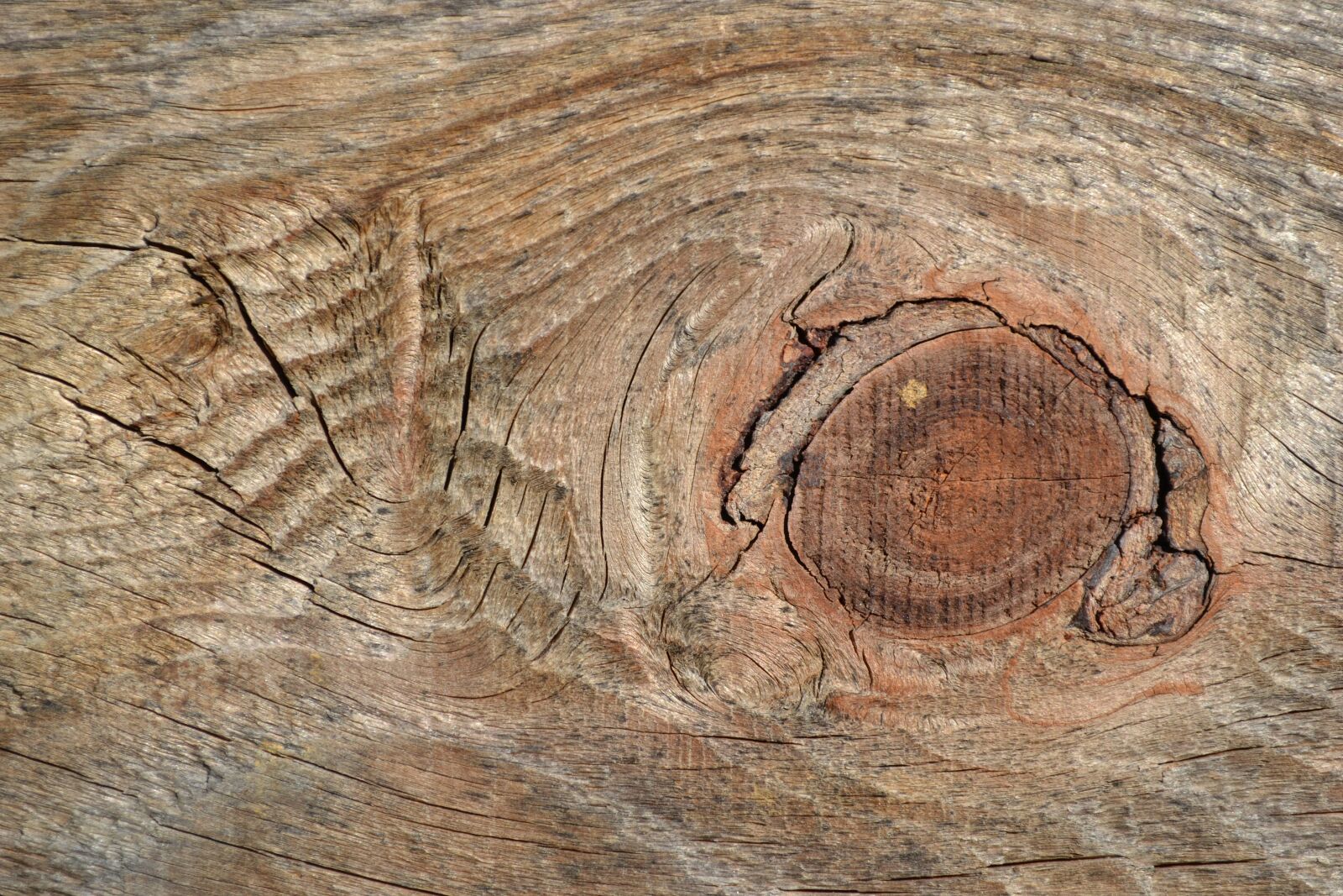Nikon D3100 sample photo. Cracks, wood, node photography