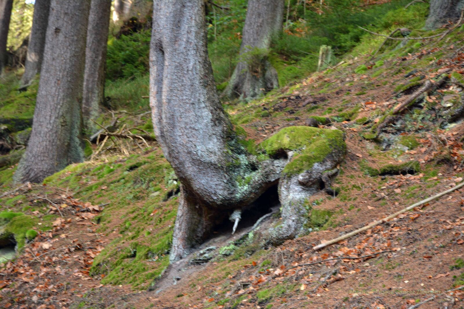 Nikon D5200 sample photo. Forest, mysticism, animal photography