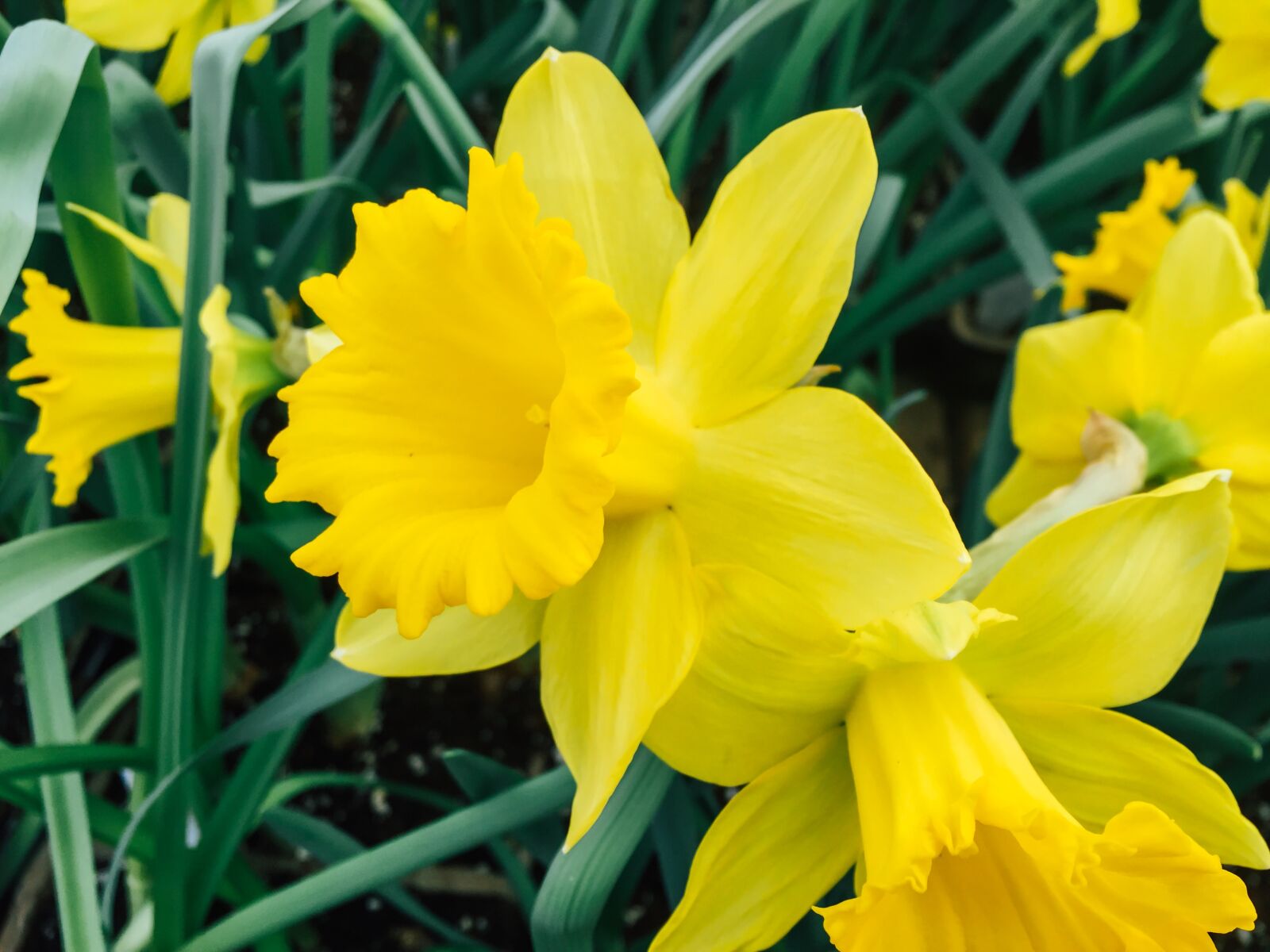 Apple iPhone 6 sample photo. Flowers, nature, blossoms photography