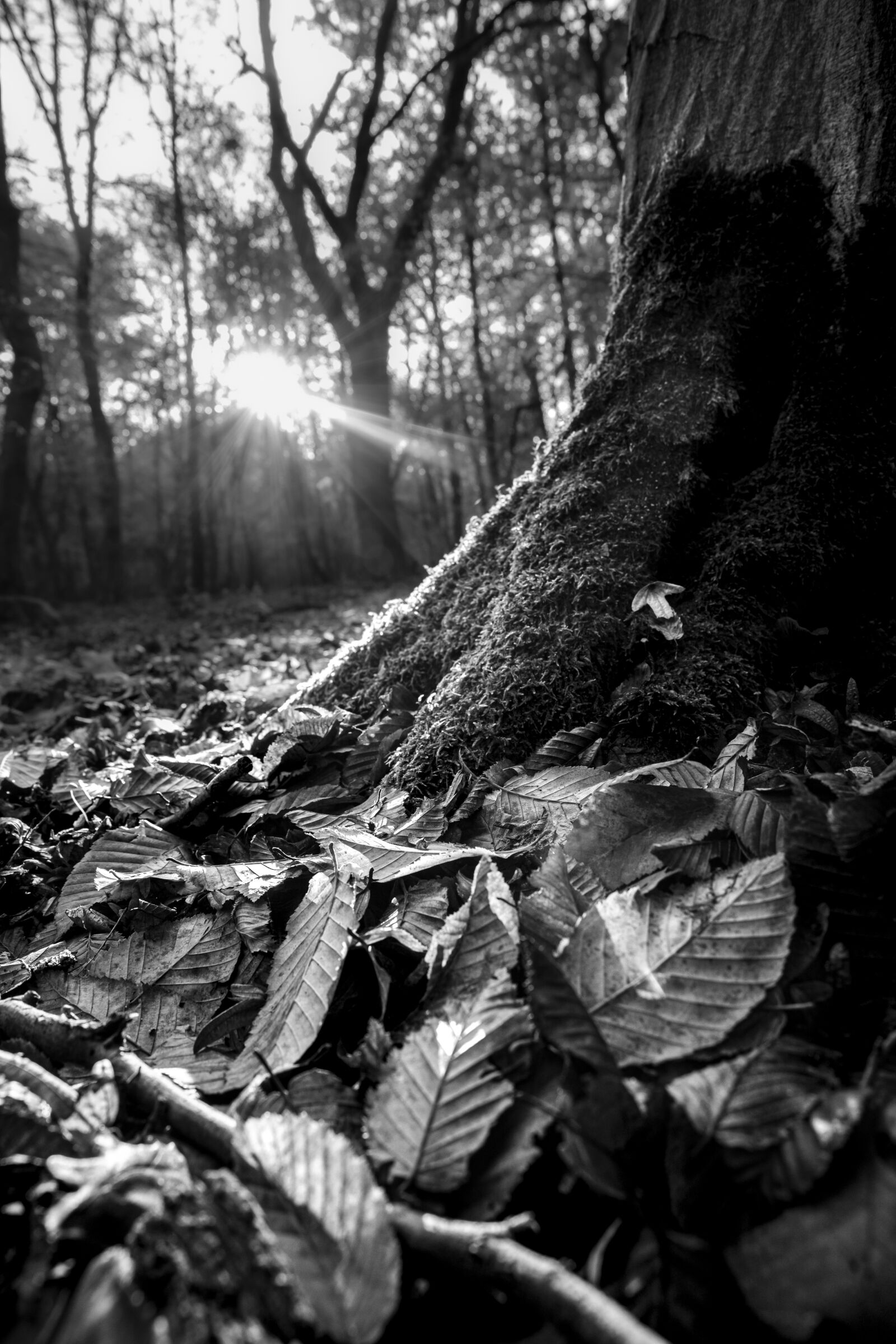 Canon 24-70mm F2.8 DG OS HSM | Art 017 sample photo. Tree, nature, picture photography