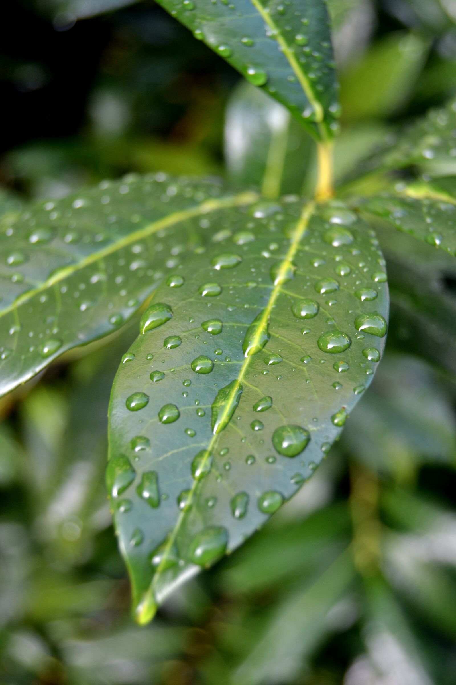 Nikon D3100 sample photo. Sheet, dew, drops photography