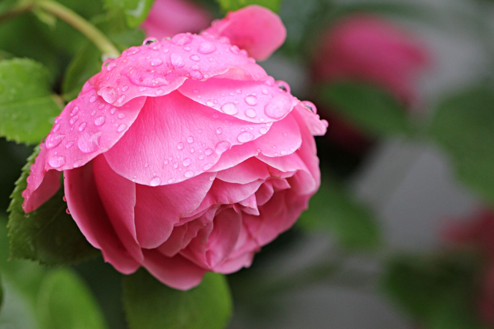 Canon EF 100mm F2.8L Macro IS USM sample photo. Flower, nature, rose photography
