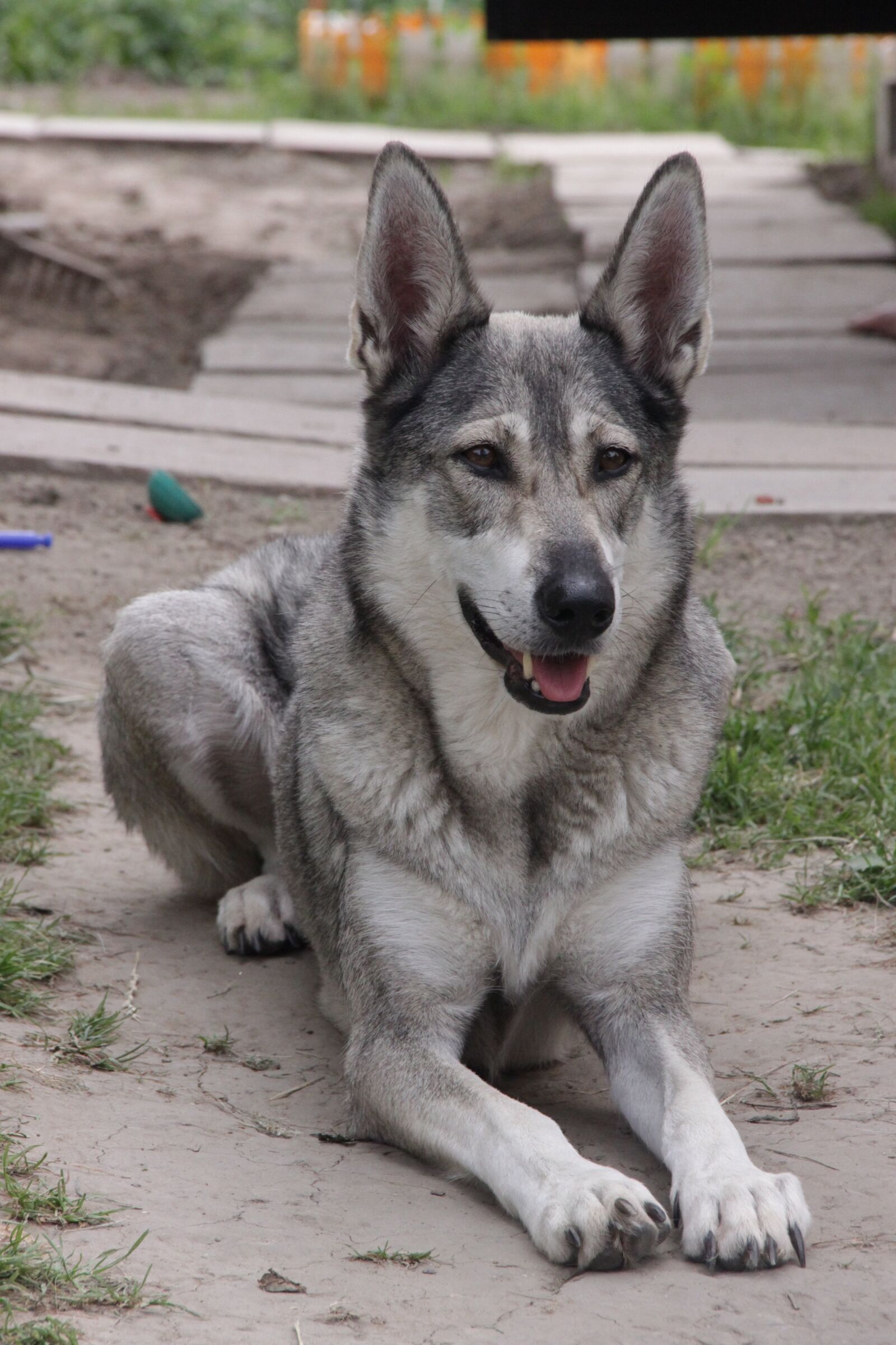 Canon EOS 500D (EOS Rebel T1i / EOS Kiss X3) sample photo. Dog, laika, animals photography