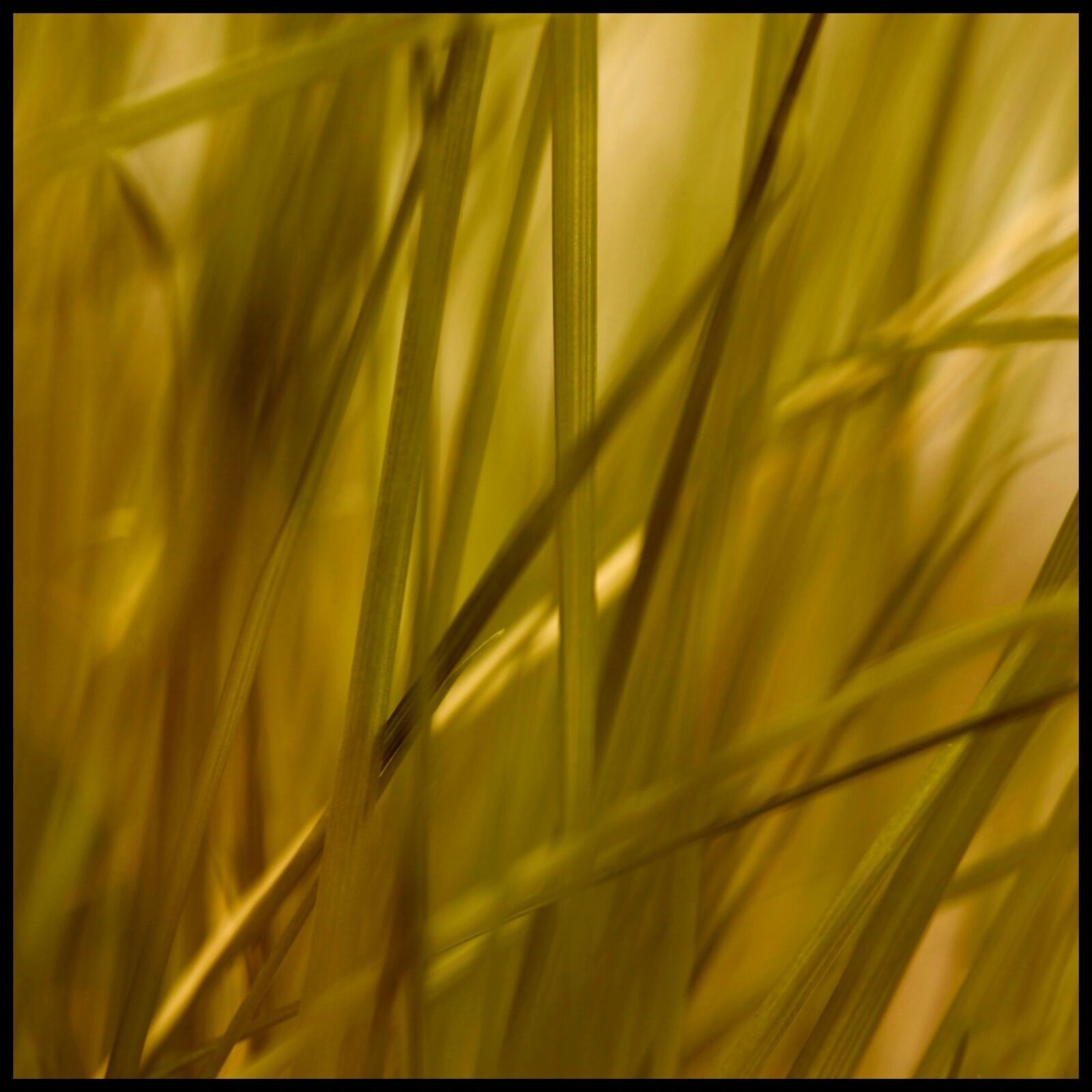 Canon EOS 5D Mark II sample photo. Grass, stone, grasses photography
